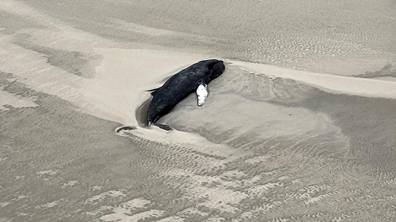 Whale, North Sea, Stranding, Buckelwal, Minsener Oog, Nationalpark Niedersächsisches Wattenmeer, Tierarzt, Bodeursache