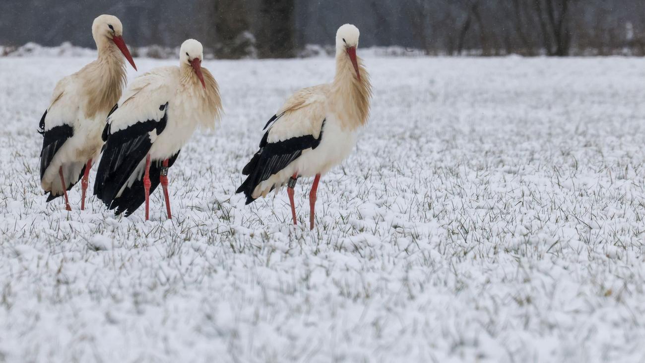 Storks, Stork Village Linum, Breeding pairs, Migration, Ostzieher, Westzieher, Nest loyalty, Germany, Brandenburg