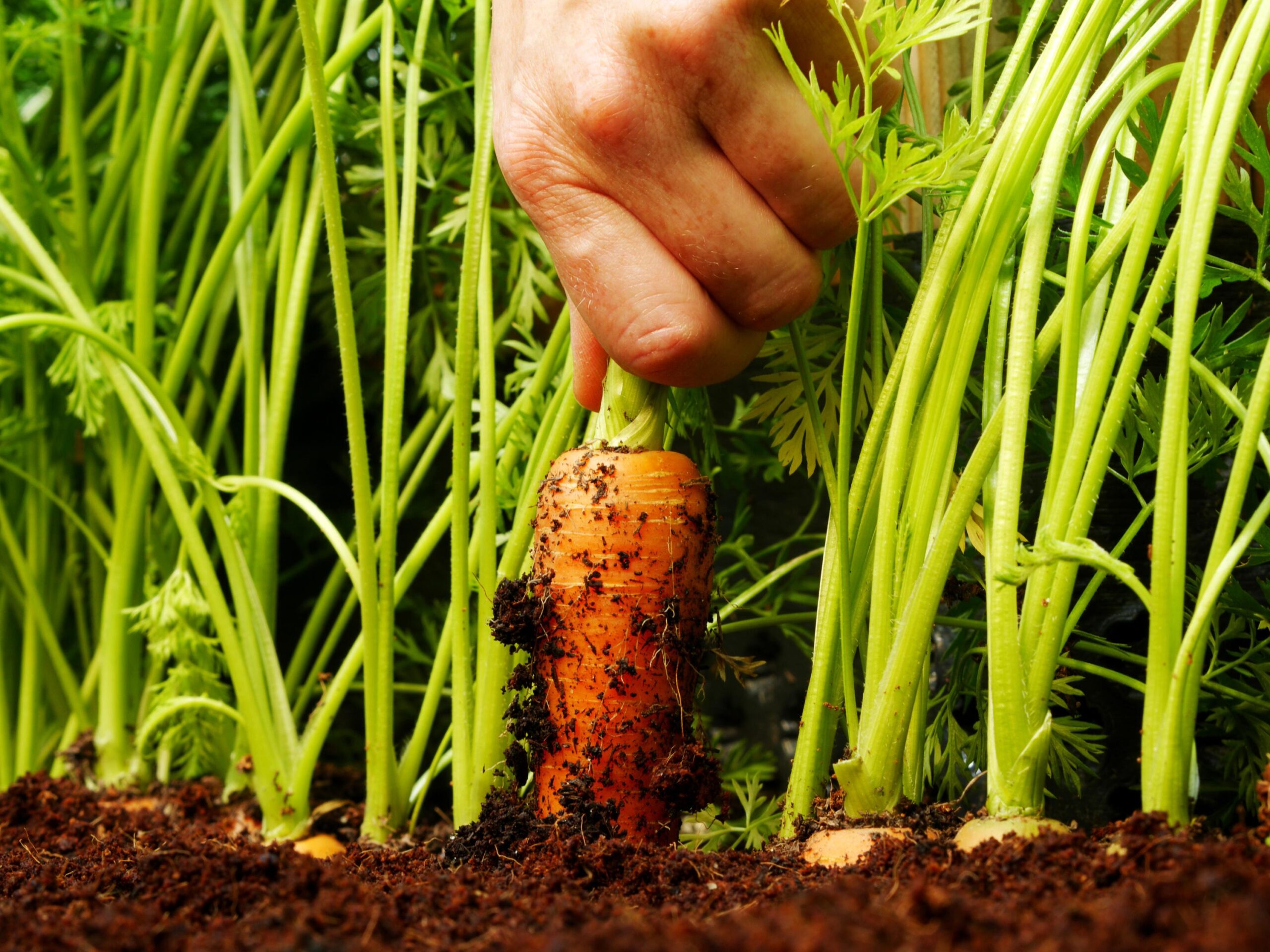 gardening, winter, crops, protection, planting, mistakes to avoid, resilient garden, winter vegetables, sunlight