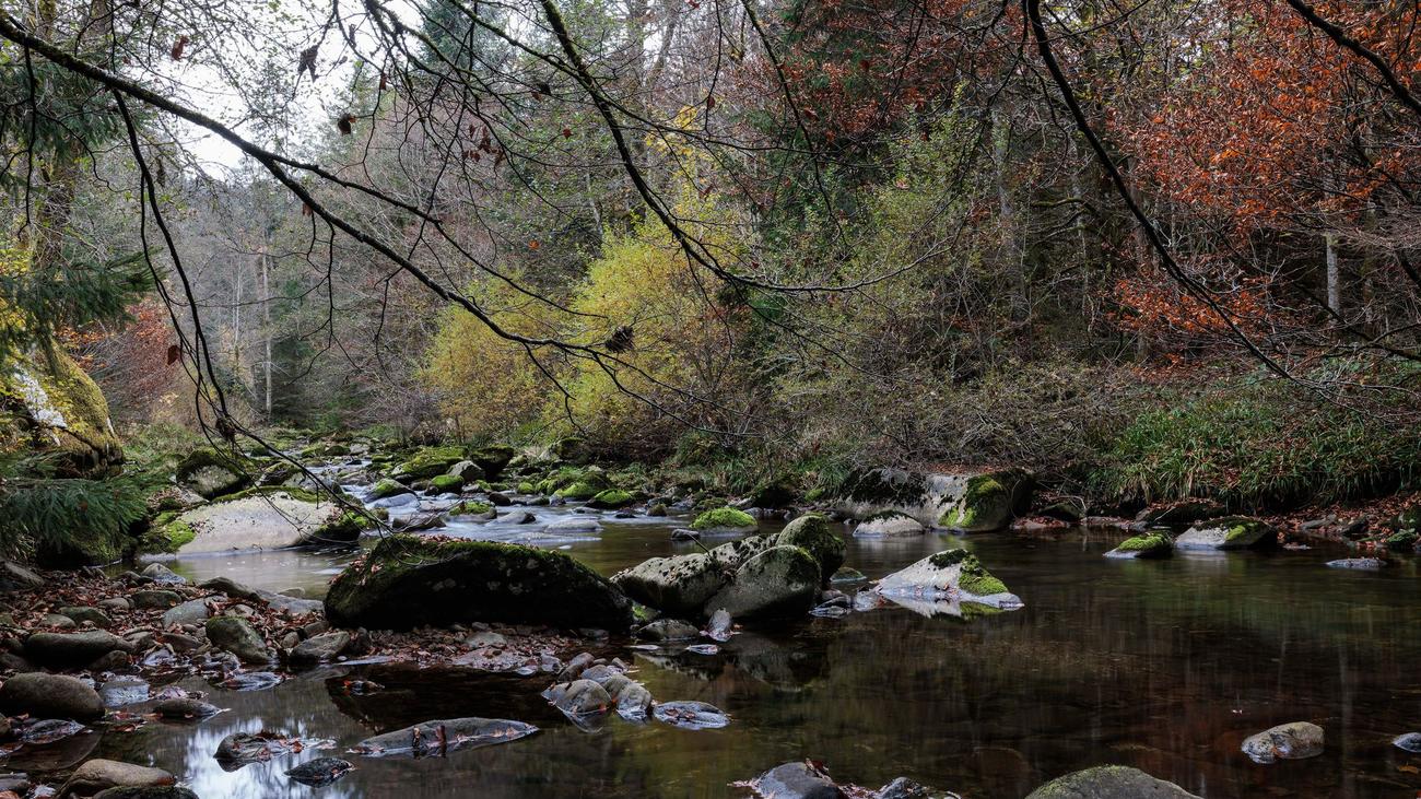 Black Forest National Park, Expansion, Environmental Protection, Nature Conservation, Biodiversity