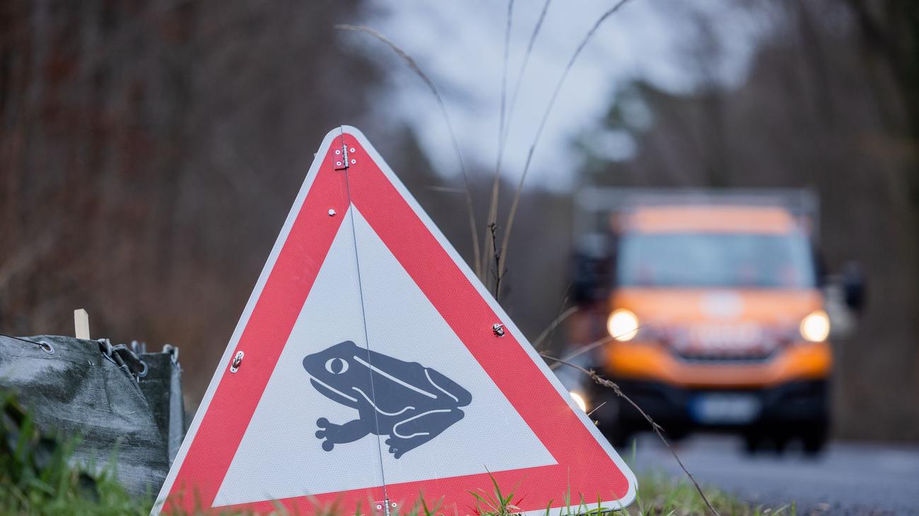 Amphibians, Migration, Spring, Road safety, Wildlife conservation