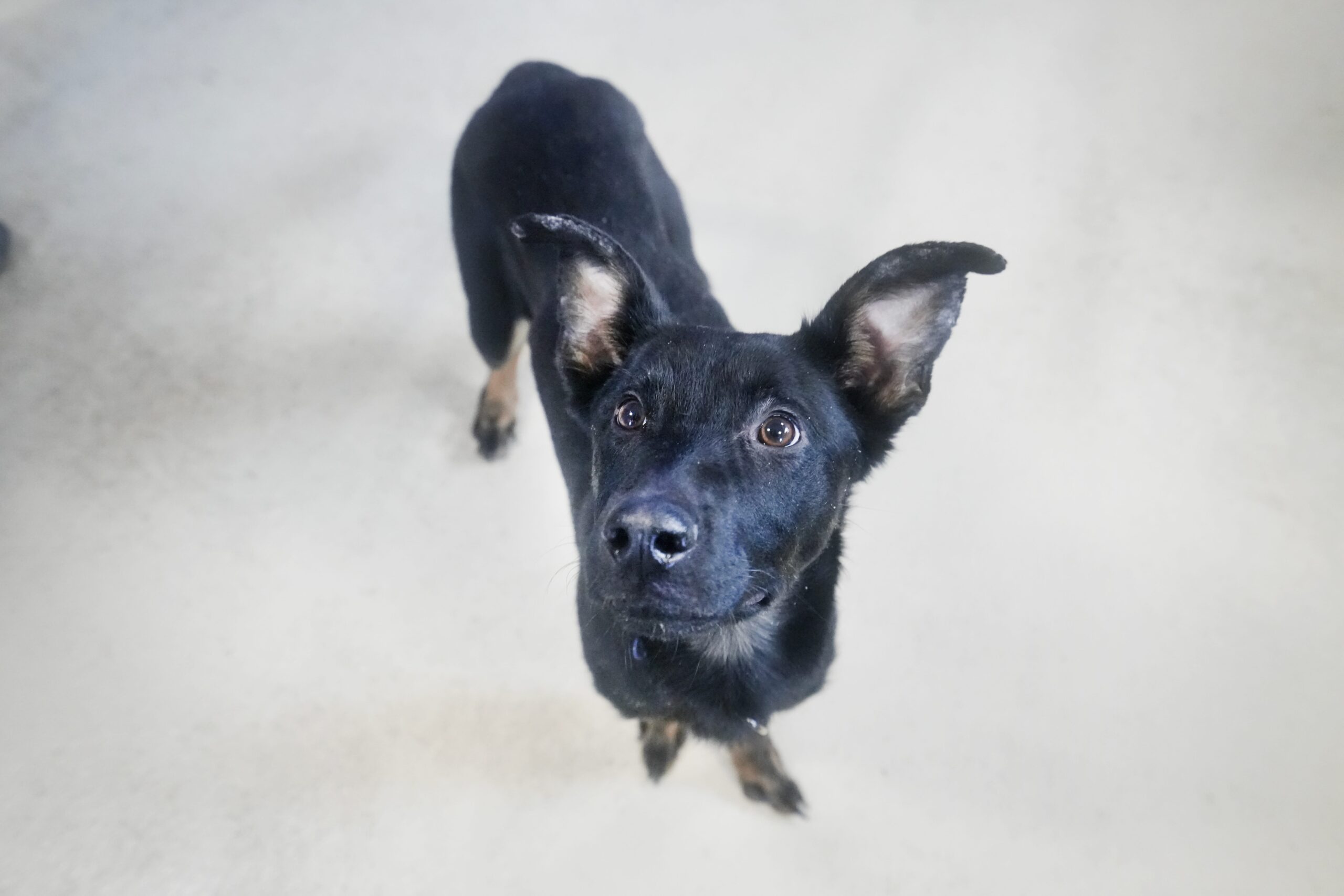 apartment-friendly breeds, apartment dogs, dog breeds for apartments, best dog breeds for apartments, dogs for small spaces, dog qualities for apartments, dog search for apartments, breed restrictions, dog socialization, dog exercise needs, dog care for renters