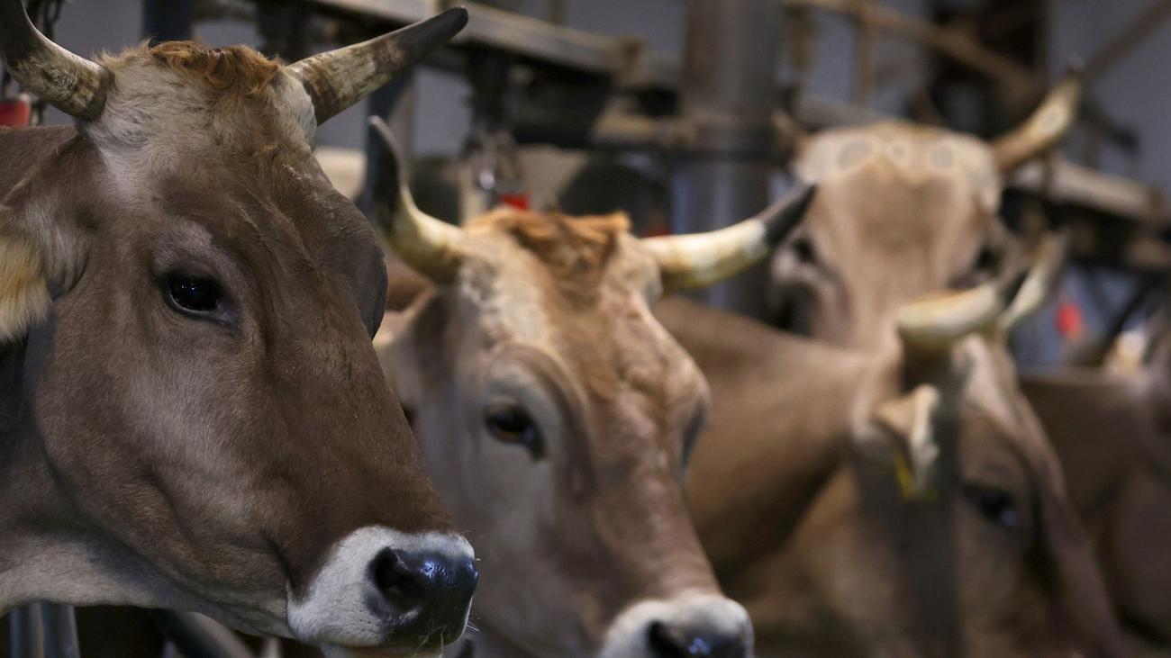 Animal Cruelty, Court Case, Hessen Farmer, Miltenberg Slaughterhouse, Schweinfurt Farmer, Tierquälerei