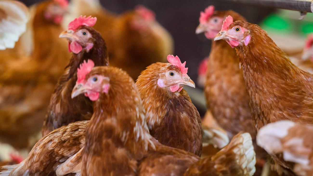 Hen, Theft, Schwaan, Rostock, Animal Cruelty, Police Investigation, Witness Appeal
