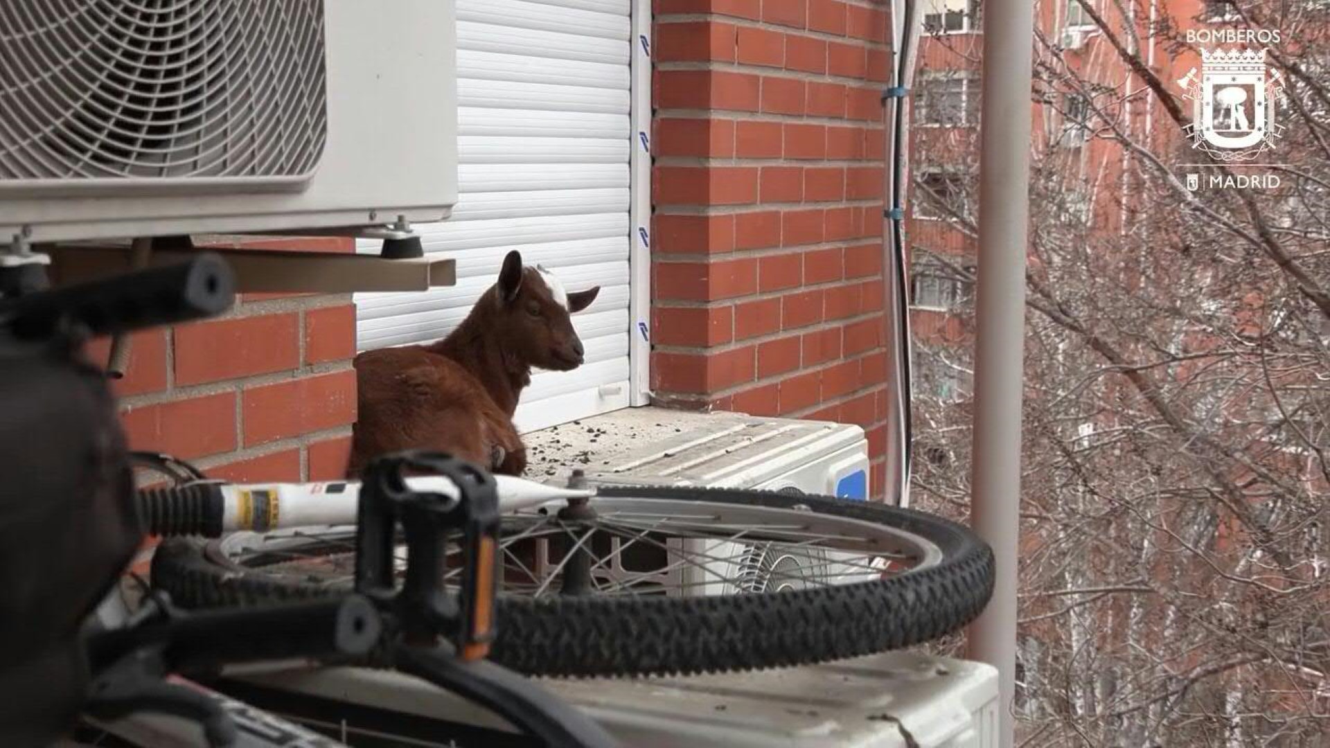 Madrid firefighters, unusual intervention, goat rescue, fifth floor, firefighters' efforts, calm goat, food enticements, successful rescue, veterinary services