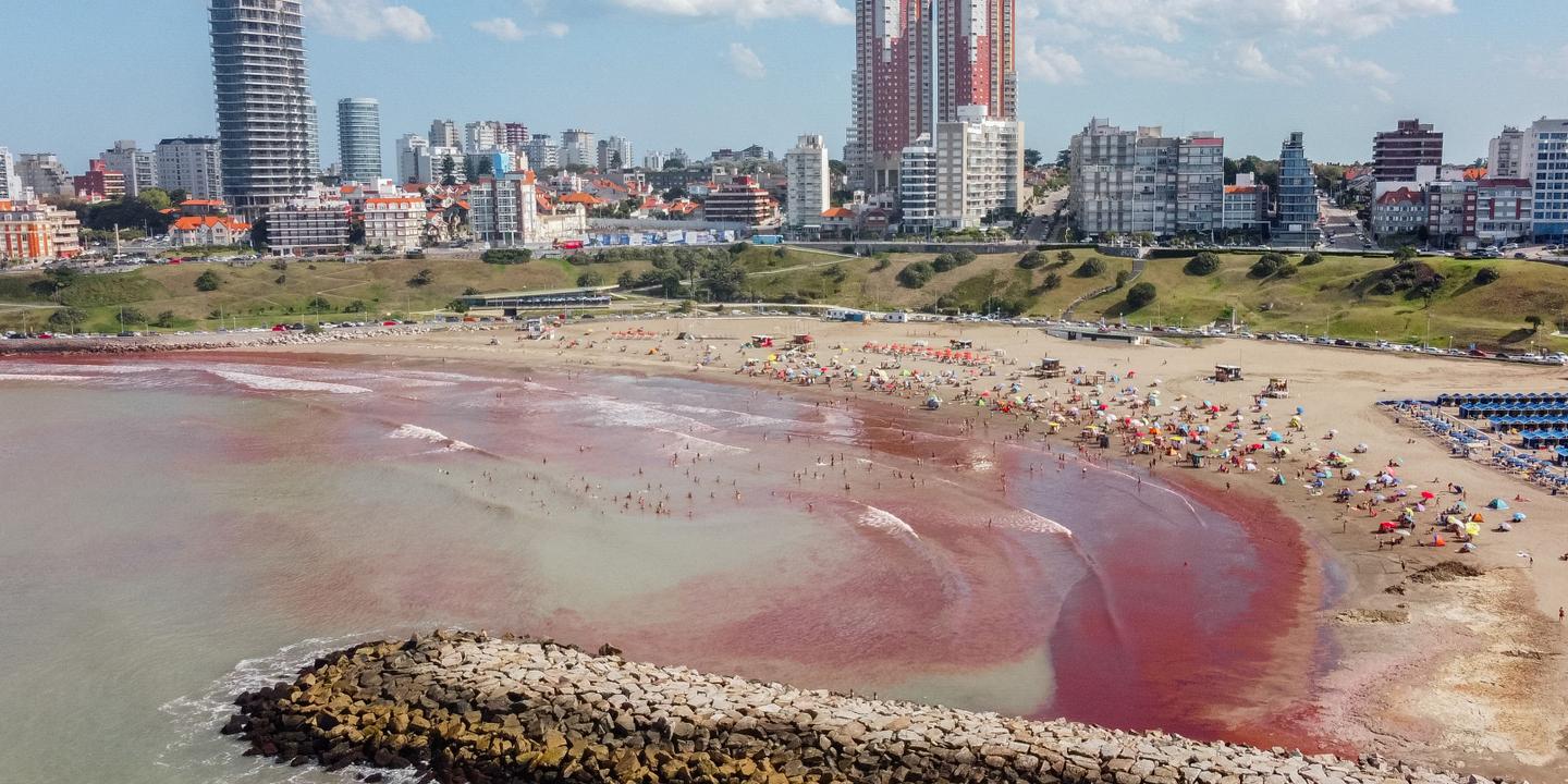 Red tide, Macroalgae, Marine Biology, Climate Change, Cyanobacteria, Water Pollution, Argentina