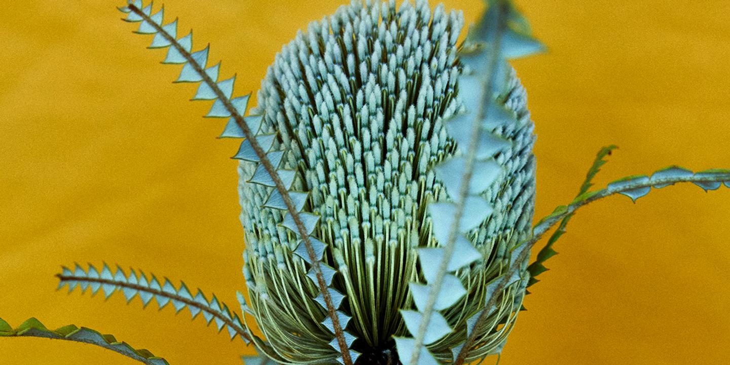 Banksia, Protéacée, Australian flower, floral art, exotic plant