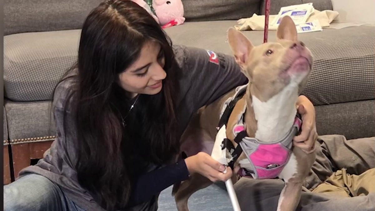 3D printed prosthetic,Robotics whiz, Southampton High School, Tryla, Pitbull mix, Southampton Animal Shelter Foundation, Amputation, Adoption, Perseverance, Disability awareness, Service animals, Animal welfare