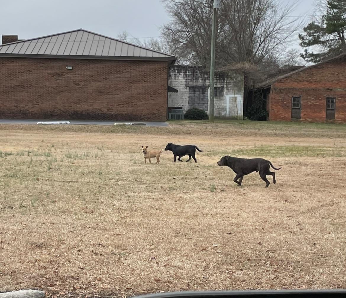 wild dogs, Scotland Neck, North Carolina, animal control, dog attack, adoption, stray dogs, pit mix, aggression