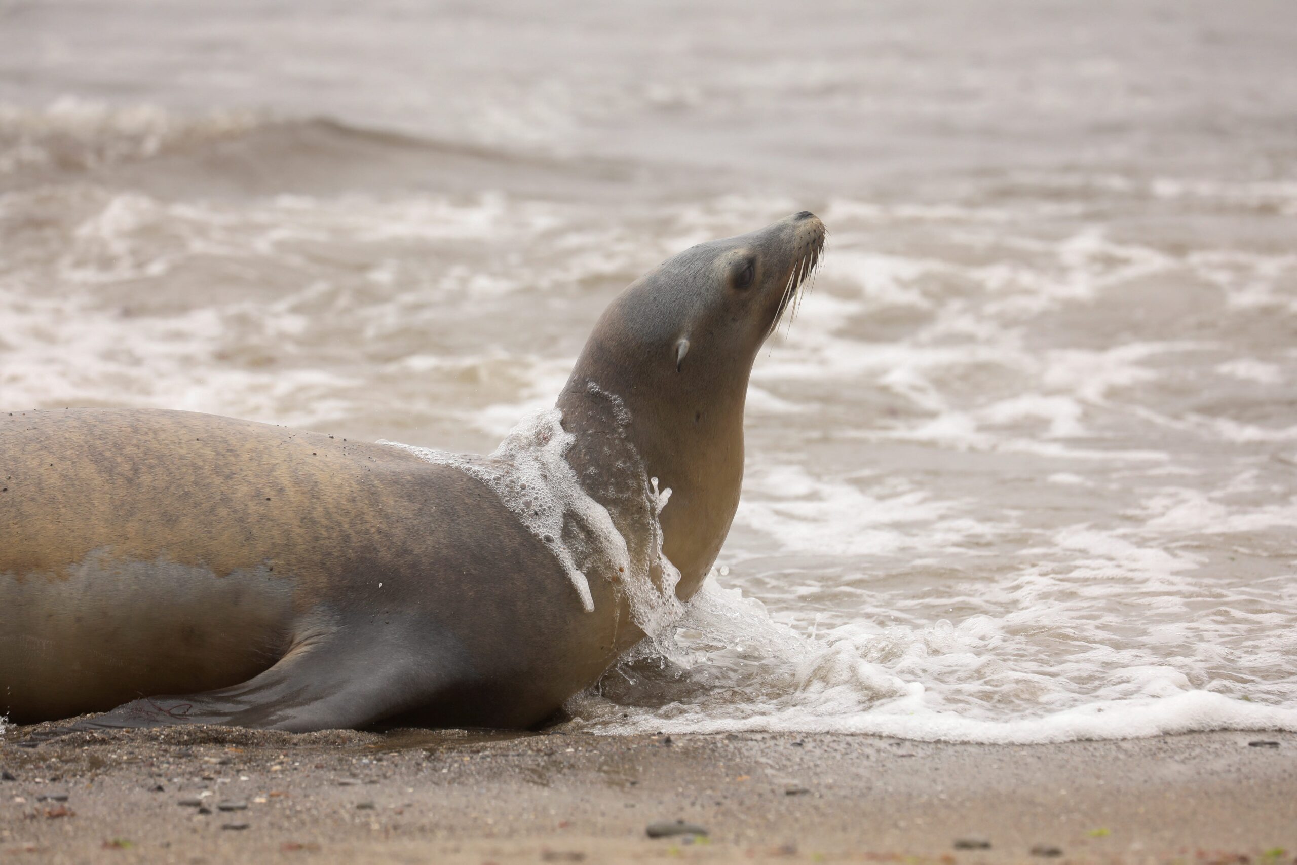 Domoic Acid, Sea Lion Poisoning, Malibu Beach, Marine Mammal Care Center, Algal Bloom, California Wildlife Center, Red Tide, Toxin, Distress, Avoidance