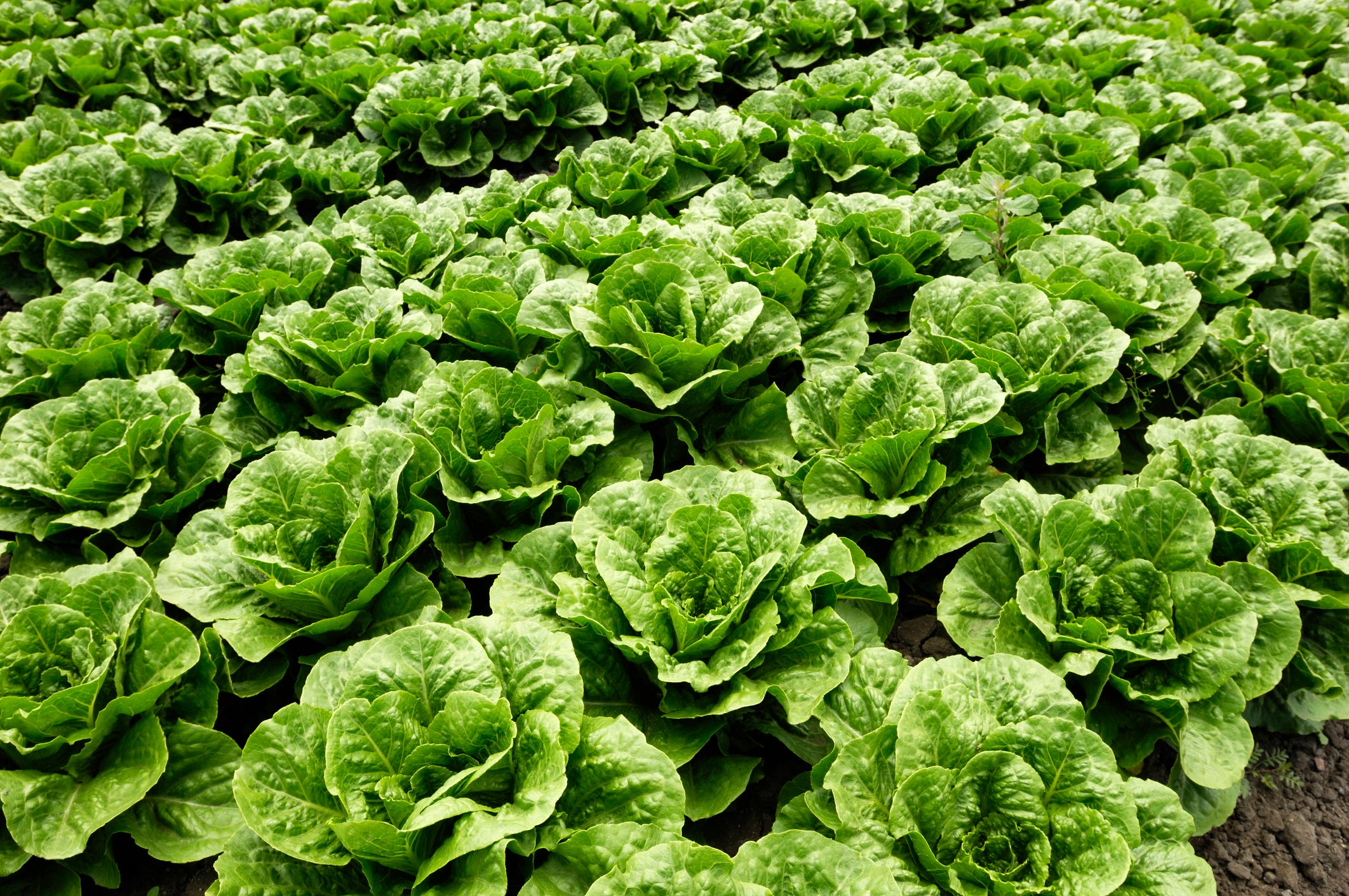 salads, lettuce, nutrition, health benefits, vitamin a, vitamin c, dietary fiber, polyphenols, quercetin, caffeic acid, kaempferol, neurodegenerative disease, stroke, heart disease, blood lipid levels, inflammation, eye health, immune function, skin health, cell growth, repair, digestion, blood sugar regulation, mental health, depressive symptoms, mood, vitamin k, e. coli, norovirus, listeria, salmonella, salad dressing