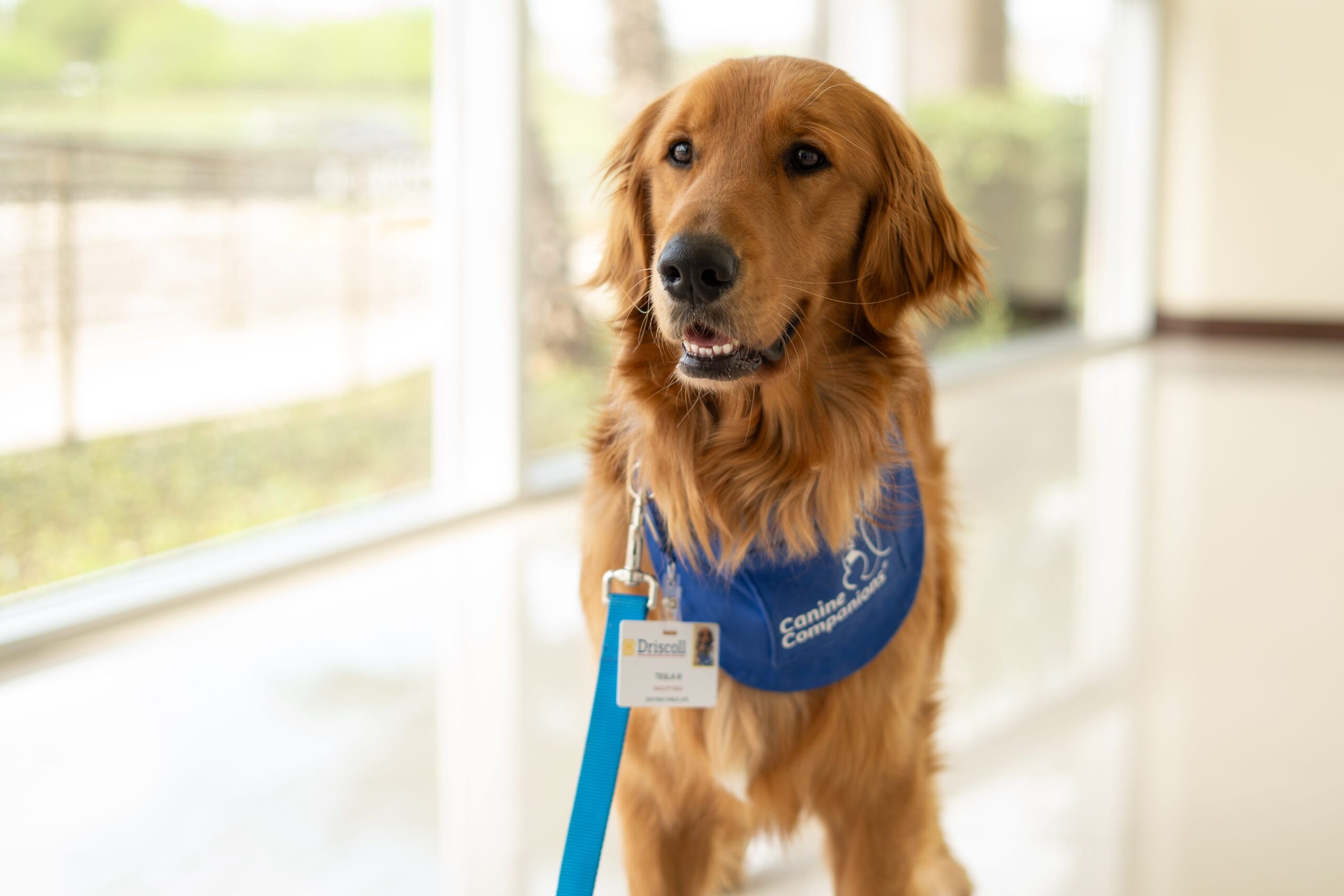 Driscoll Children's Hospital, facility dog, Tesla, golden retriever, Child Life and Therapeutic Arts Coordinator, Meghan Kamau, Canine Companions, service dog, pediatrics, child care, holistic care, emotional support, anxiety, comfort, recovery, oncology