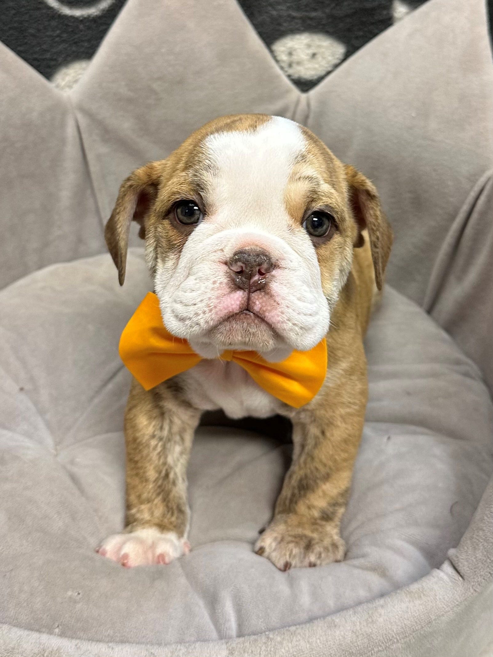 pet store theft, dognapping, Colorado, stolen puppies, bulldog puppies, Perfect Pets, Arapahoe County Sheriff's Office, fake seizure distraction, street vendor, reward