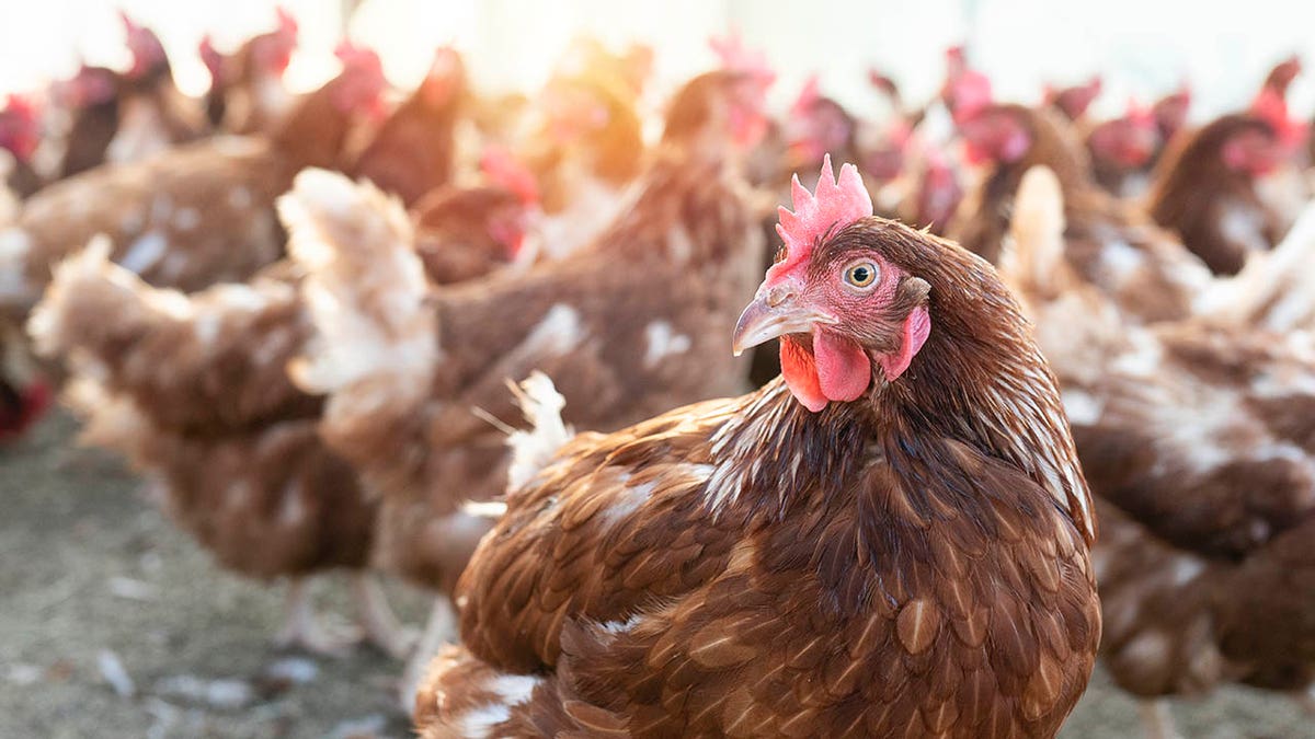 egg prices, Brooke Rollins, Donald Trump, bird flu, avian flu, chicken, poultry, agriculture, overregulation, egg imports, poultry repopulation, Dana Perino, Americas Newsroom, Fox News, White House economist
