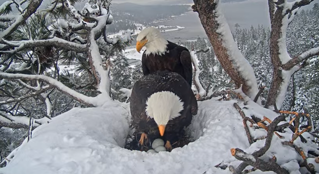 bald eagles, Jackie, Shadow, Big Bear Valley, eagle nest cam, triplets, hatching, eggs, incubation, wildlife, conservation, birds of prey, Friends of Big Bear Valley, live feed, Southern California, eagle couple, nest, nature, bald eagle chicks
