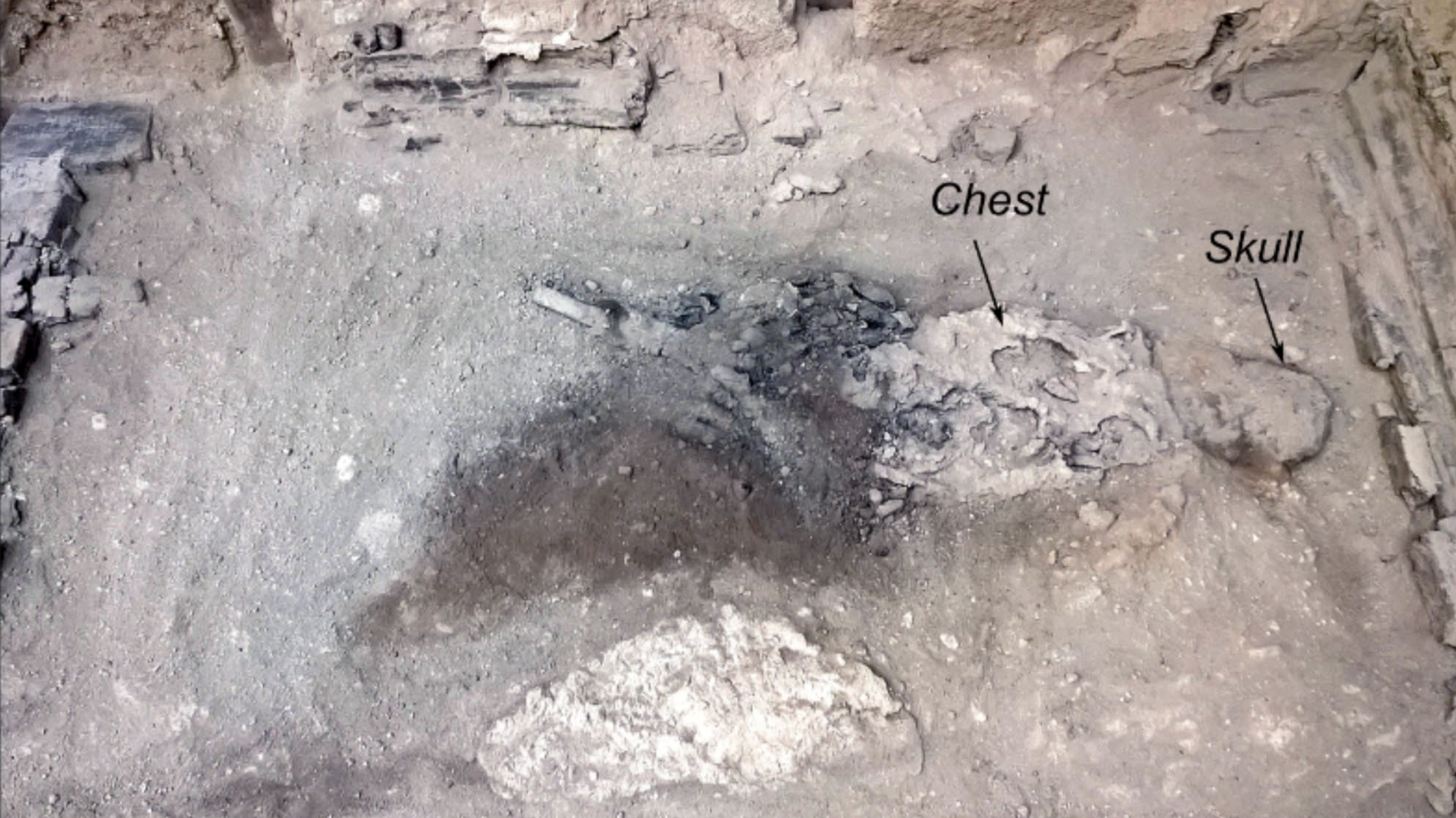 Vitrified brain, Herculaneum, Mount Vesuvius, archeology, brain preservation, pyroclastic flow, Roman history, Collegium Augustalium, Guido Giordano, volcanic eruption, glass brain, ancient remains, scientific discovery
