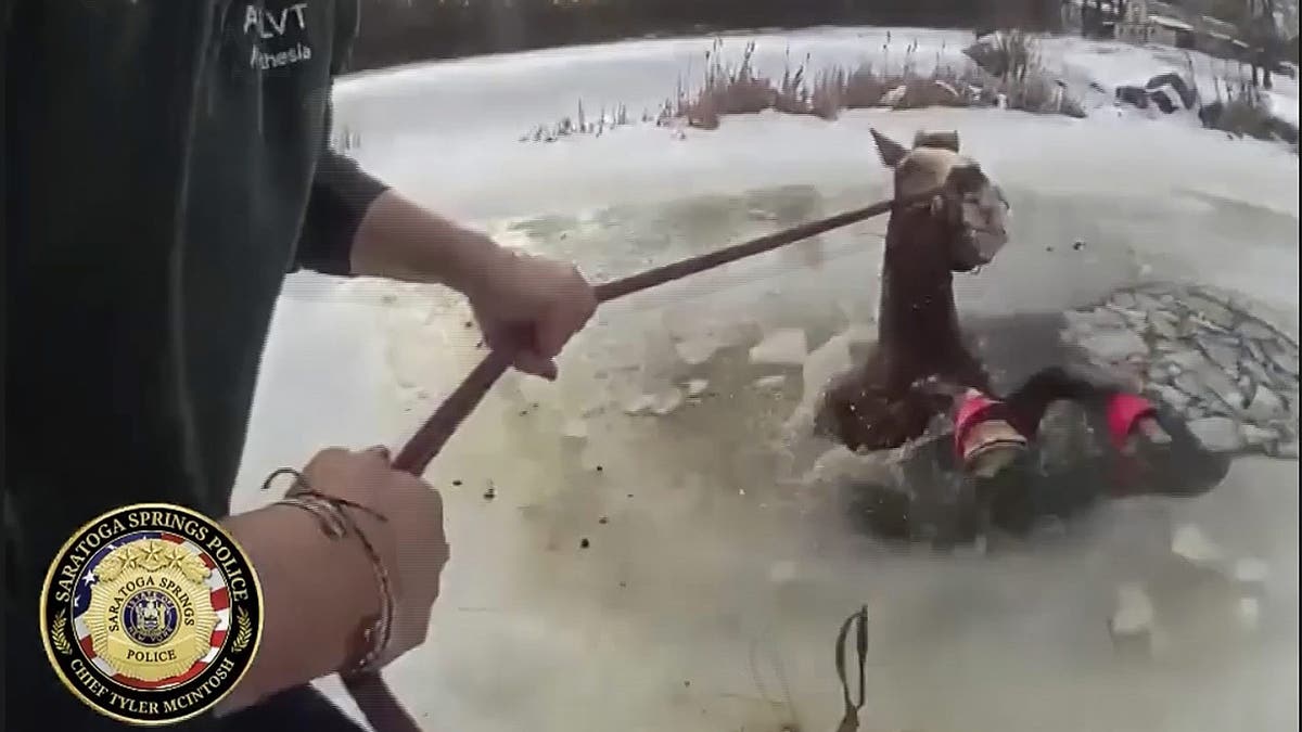 horse rescue, icy pond, upstate New York, Saratoga Springs, police officers, neighbors, Sly, quarter horse, hypothermia, Rood & Riddle Equine Hospital, Ali Ernst, electric fence, horse safety, animal rescue, bodycam footage
