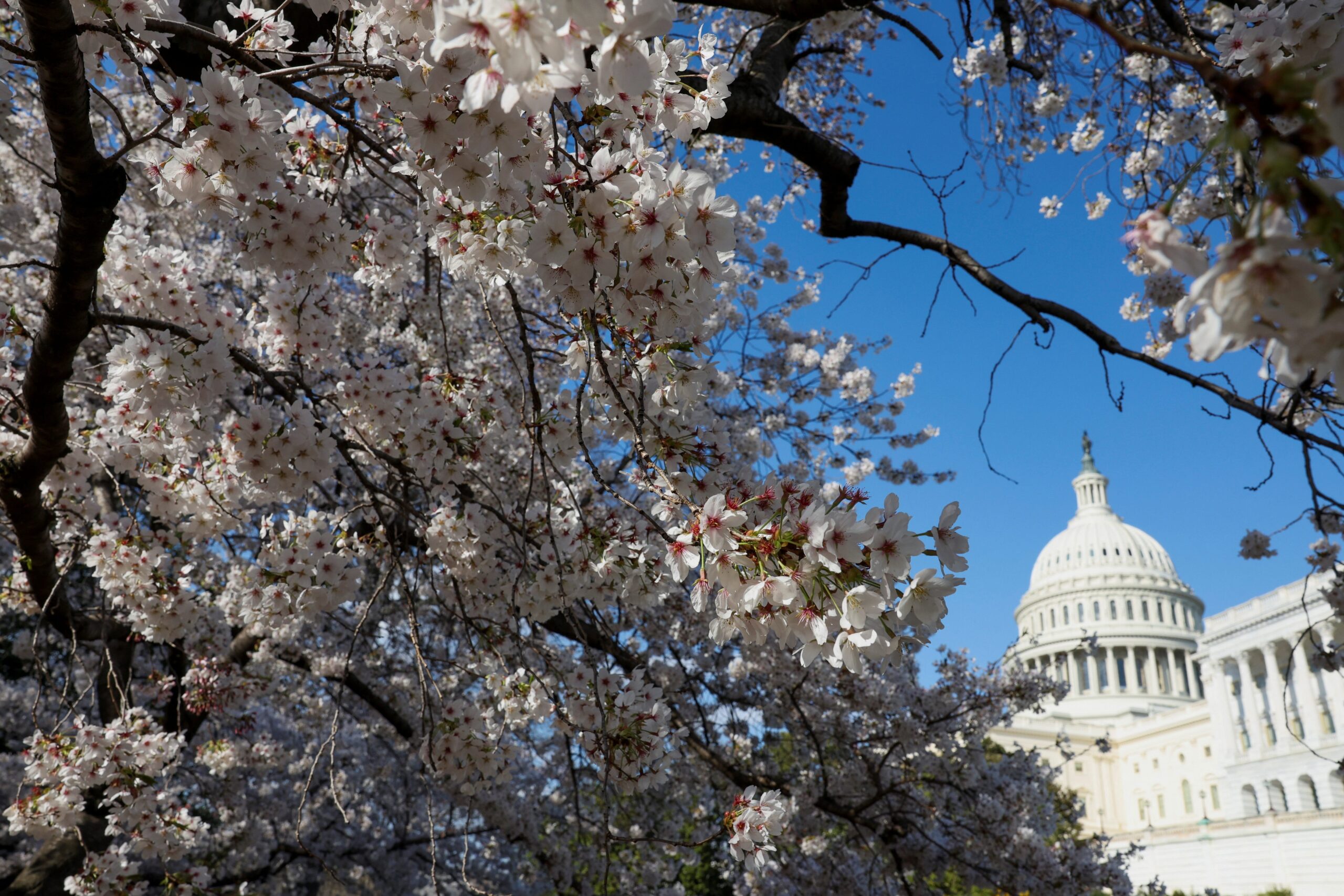 Cherry Blossoms, Washington D.C., Peak Bloom, National Park Service, Tidal Basin, Cherry Blossom Festival, Yoshino Cherry, March, April, Events, Tourism, Japan, Friendship Gift, National Mall, Arboretum, Anacostia Park, Dumbarton Oaks, Stanton Park, Oxon Run Park, Predictions, Weather Conditions
