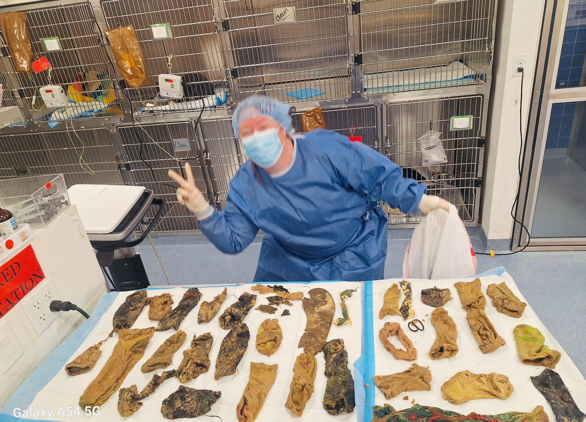 Bernese Mountain Dog, dog surgery, foreign object removal, pet health, intestinal obstruction, Corona Animal Emergency Center, Dr. Jenny Elwell-Gerken, dog ate socks, dog ate foreign objects, veterinary emergency, dog vomiting, pet emergency, unusual animal surgery, Luna the dog, dog health scare, pet safety tips, animal hospital, California veterinarian, Saman Shafiq, USA TODAY
