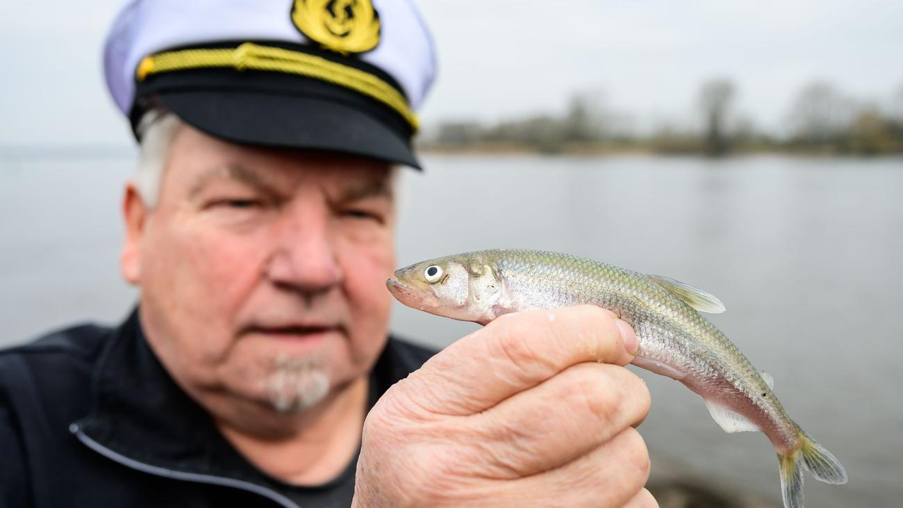 Stint fishing, Elbe river, Wilhelm Grube, Hoopte, Winsen, Harburg, fishers, Stint season, Elbe delicacy, local cuisine, Hamburg, Per Grube, Jonas Grube, Elbe deepening, North Sea, Weser, fish restaurant, family restaurant, eel fishing, Elbe flounder

