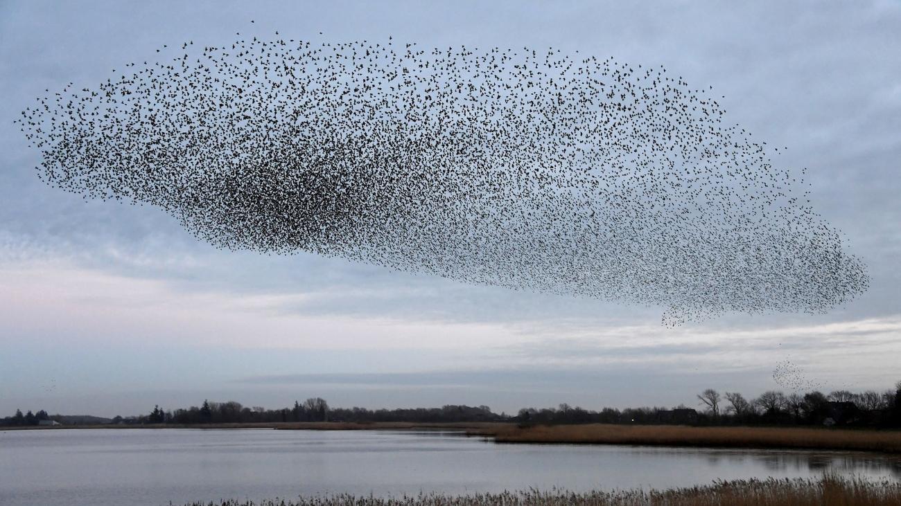 bird migration, birdwatching, Germany, migratory birds, bird species, starling, song thrush, redstart, nightingale, swallow, swift, bird conservation, NABU, spring, wildlife, nature
