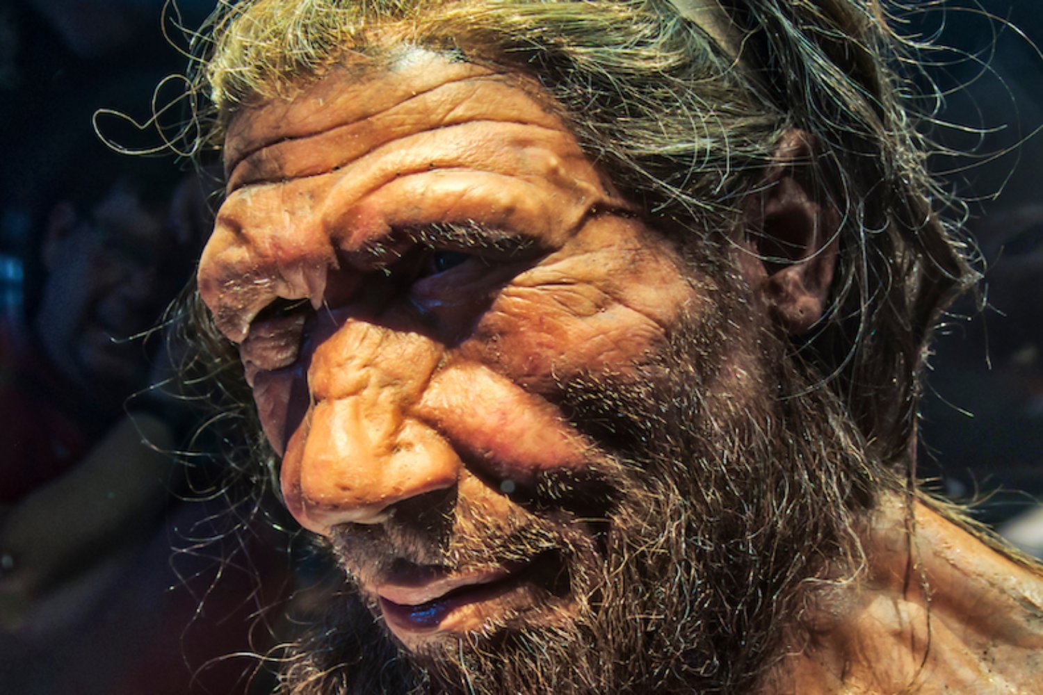 Neanderthals, genetic diversity, bottleneck, semicircular canals, inner ear, evolution, extinction, paleoanthropology, Atapuerca, Krapina, Homo sapiens, pre-Neanderthals, morphological diversity, population decline, Rolf Quam, Alessandro Urciuoli, Mercedes Conde-Valverde, Nature Communications, fossil analysis
