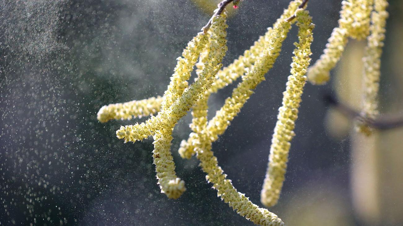 Hay fever, pollen, allergies, hazel, alder, pollen count, weather, Saxony, Saxony-Anhalt, Thuringia, German Weather Service, climate change, flowering period, early flowering

