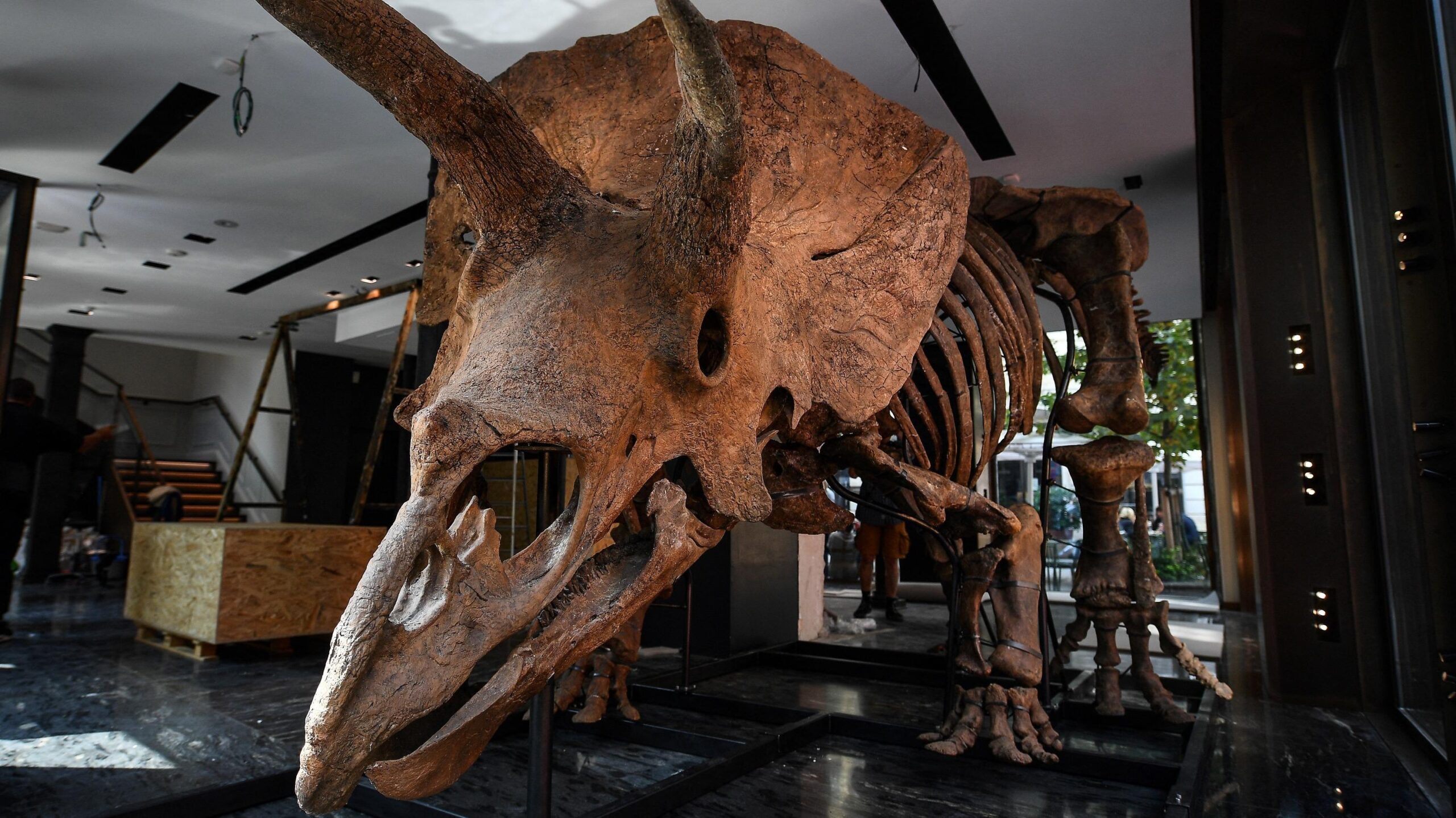 dinosaur fossils, illegal fossil trade, fossil market, dinosaur bones, fossil auctions, paleontology, Morocco, fossil smuggling, customs seizure, Menton, Drouot, Nicolas Cage, Big John, triceratops, fossil collecting, prehistoric artifacts, cultural heritage, international trade, paleontology market, fossil origins
