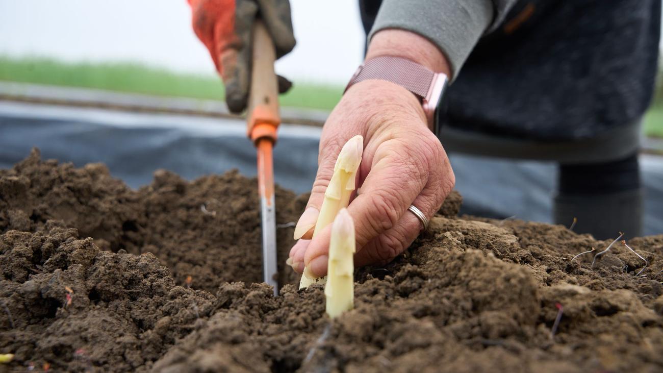 Spargel, Rheinland-Pfalz, Spargelanbau, Spargelernte, Erntebeginn, Saison, Regionaler Spargel, Lokale Produkte, Bauern- und Winzerverband, Importspargel, Preise, Marktbedingungen, Saisonarbeitskräfte, Nachhaltigkeit, CO2-Bilanz, Verbraucher, Produktionsbedingungen
