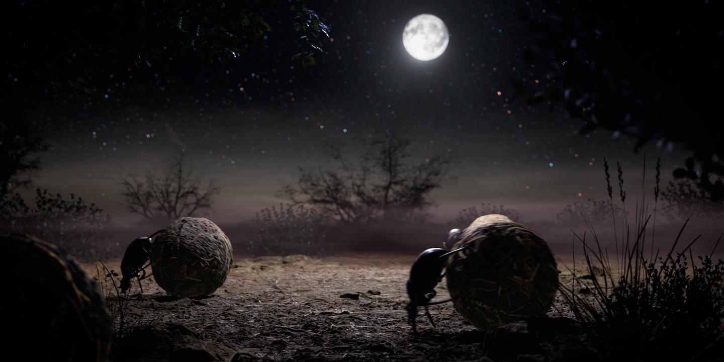 France 5, documentary, night, darkness, light pollution, ecosystem, nocturnal animals, Véronique Préault, Science grand format, Miguel Montargès, Bételgeuse, bioluminescence, chauve-souris, elephant, Las Vegas, migration, ecology, environment.
