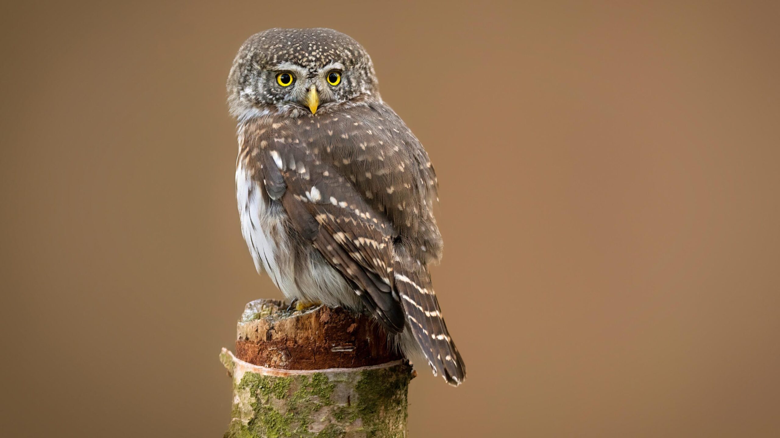 Rapaces nocturnes, LPO, Chevêchette d'Europe, Hibou des marais, Oiseaux menacés, Conservation des espèces, Nicheurs nocturnes, Faune sauvage, Biodiversité, Liste rouge UICN, Protection des oiseaux, Écologie, France métropolitaine, Enquête LPO, Nuits de la couette, Glaucidium passerinum, Asio flammeus
