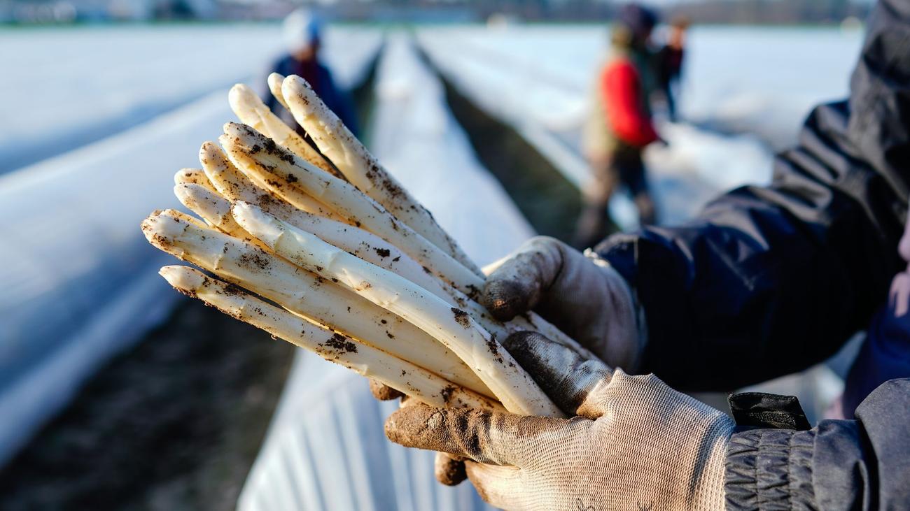 German asparagus, Spargel, asparagus season, asparagus harvest, asparagus price, white asparagus, green asparagus, Baden-Württemberg, Pfalz, Südhessen, Bayern, Nordrhein-Westfalen, Niedersachsen, Brandenburg, Rheinland-Pfalz, Hessen, Simon Schumacher, VSSE, Spargelbetriebe, asparagus farming, German agriculture
