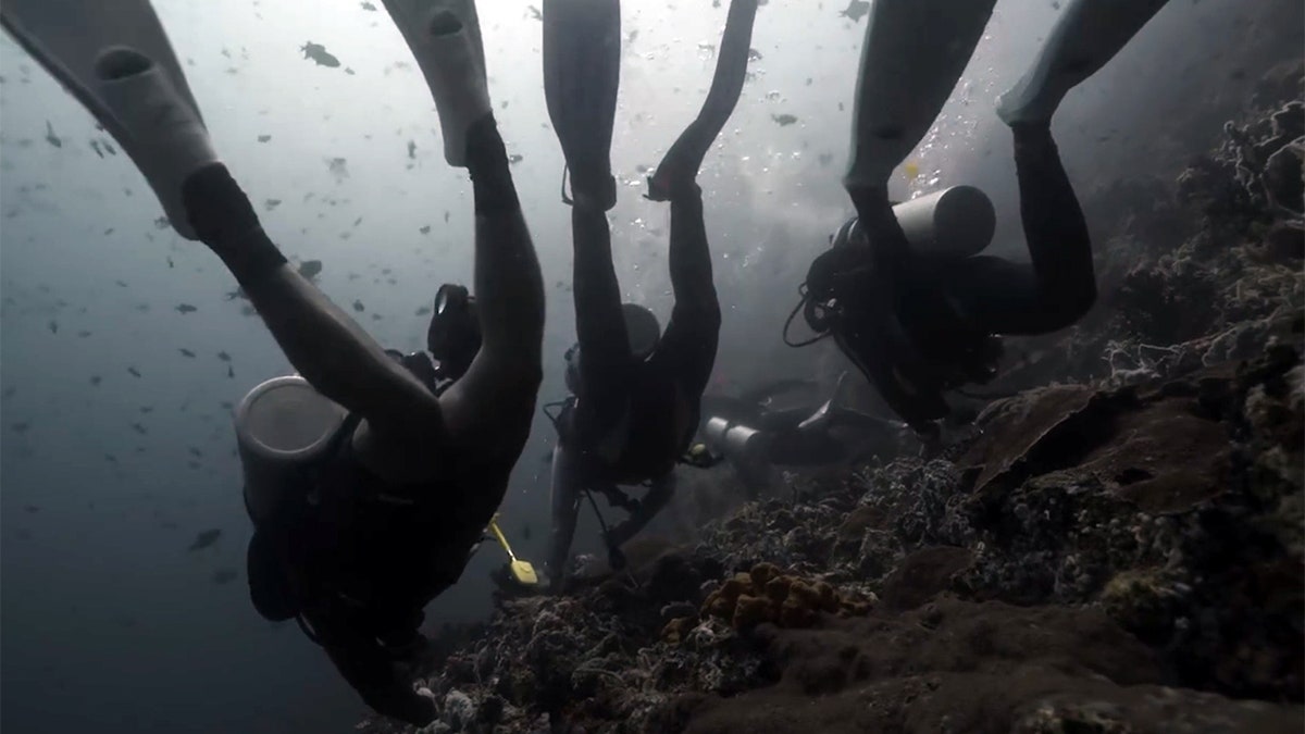 shark attack, Philippines, divers killed, Verde Island, undercurrent, Ilia Peregudin, Maksim Melekhov, Russian tourists, diving accident, sharks, Philippine Coast Guard, Viral Press, Batangas, Diego Reyes, investigation, marine life, diving location
