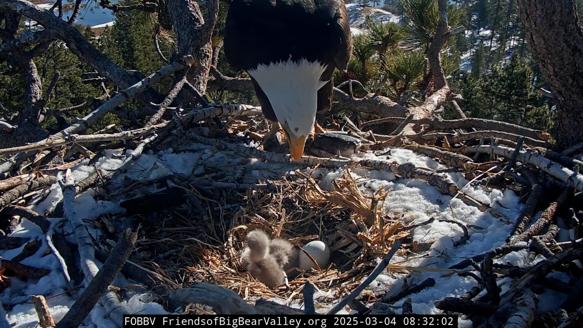 bald eagles, Jackie, Shadow, eaglets, hatchlings, Big Bear Valley, Friends of Big Bear Valley, FBBV, live camera, eggs, hatching, wildlife, nature, San Bernardino County, California, birdwatching, conservation, eagles, animal birth, animal behavior
