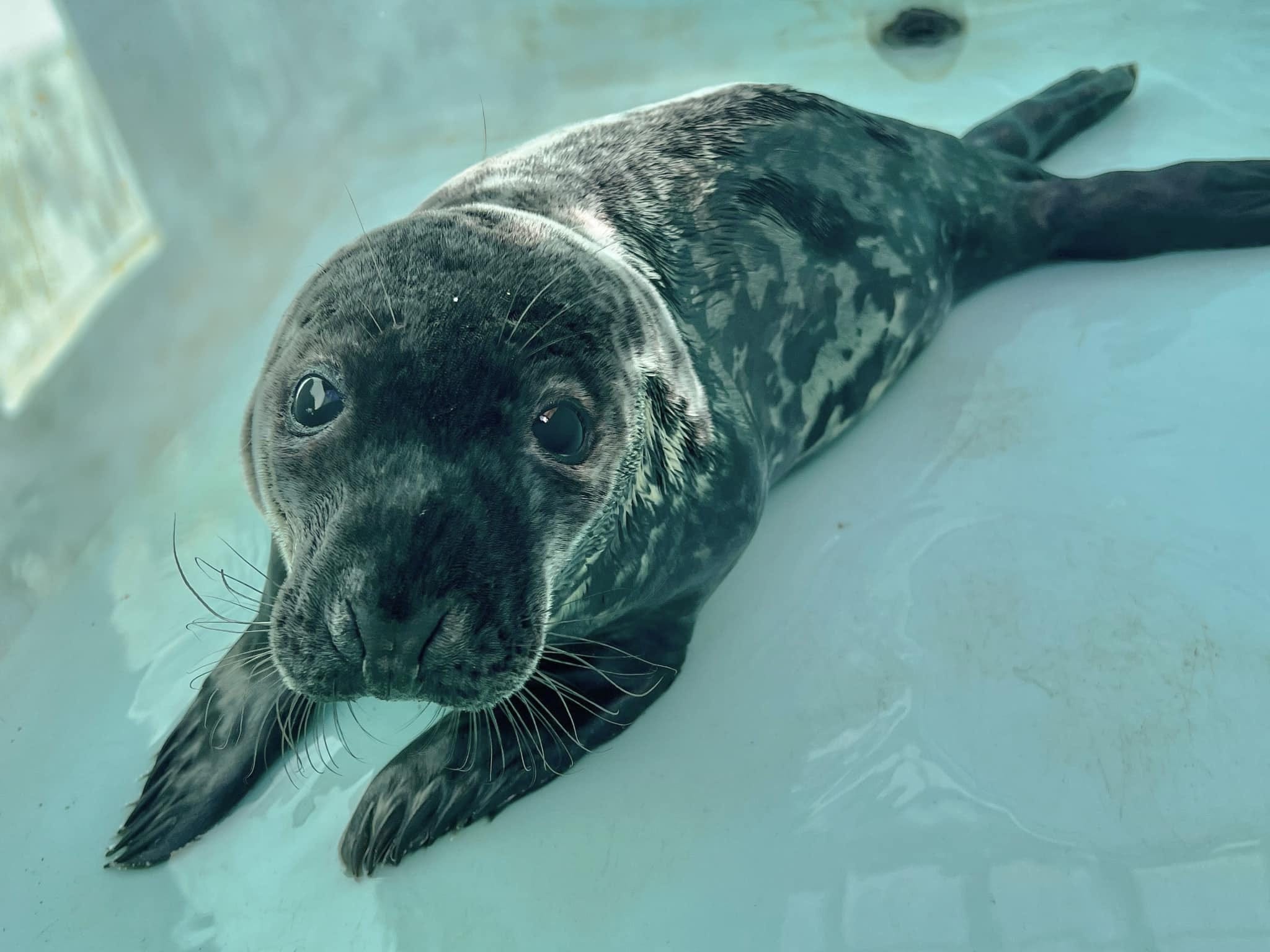 seal pup, Chappy, Mystic Aquarium, animal rescue, New Haven, Connecticut, gray seal, marine mammal, mesenteric torsion, plastic pollution, unusual animal sightings, alligator, flamingos, Burmese python, exotic animals
