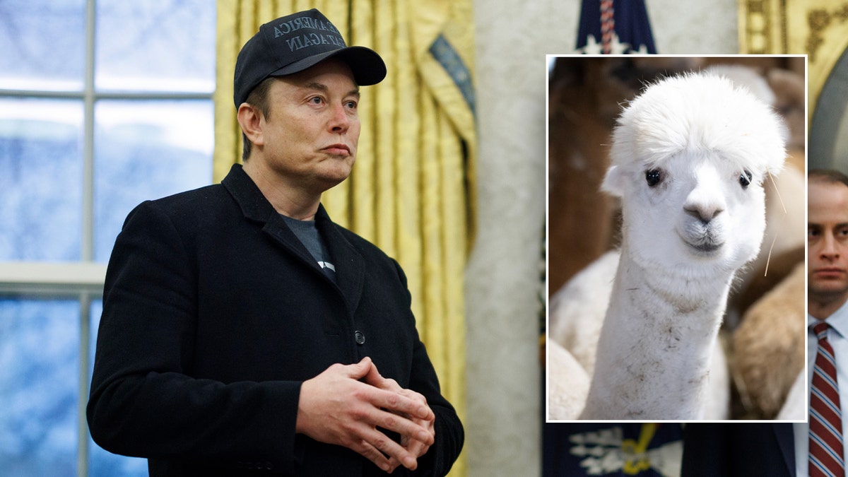 DOGE, Department of Government Efficiency, Elon Musk, Donald Trump, Inter-American Foundation, grant cancelations, federal spending, government waste, alpaca farming, social discrimination, recyclers, Venezuelan migrants, vegetable gardens, mushrooms, peas, fruit, jam, artisanal salt, beekeeping, contract terminations, lease terminations, DEI initiatives, diversity, equity, inclusion
