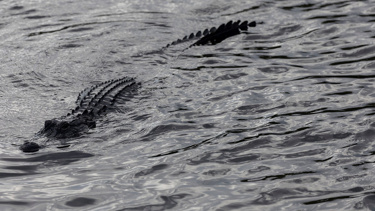 alligator attack, Florida, kayak, 911 call, Polk County, Osceola County, injury, tourniquet, life jacket, helicopter rescue, emergency response, gator, canal, kayakers, first aid, blood loss, pulse, shock, marsh, airboat
