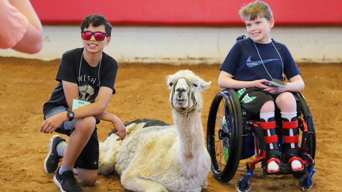 llama, Whitetop, world's oldest llama, Victory Junction, NASCAR, Kyle Petty, Adam Petty, camp for chronically ill children, North Carolina, Randleman, Dalai Llama, miniature highland cow, Gus-Gus, animal therapy, arthritis, T-shirts, Still Spit'n
