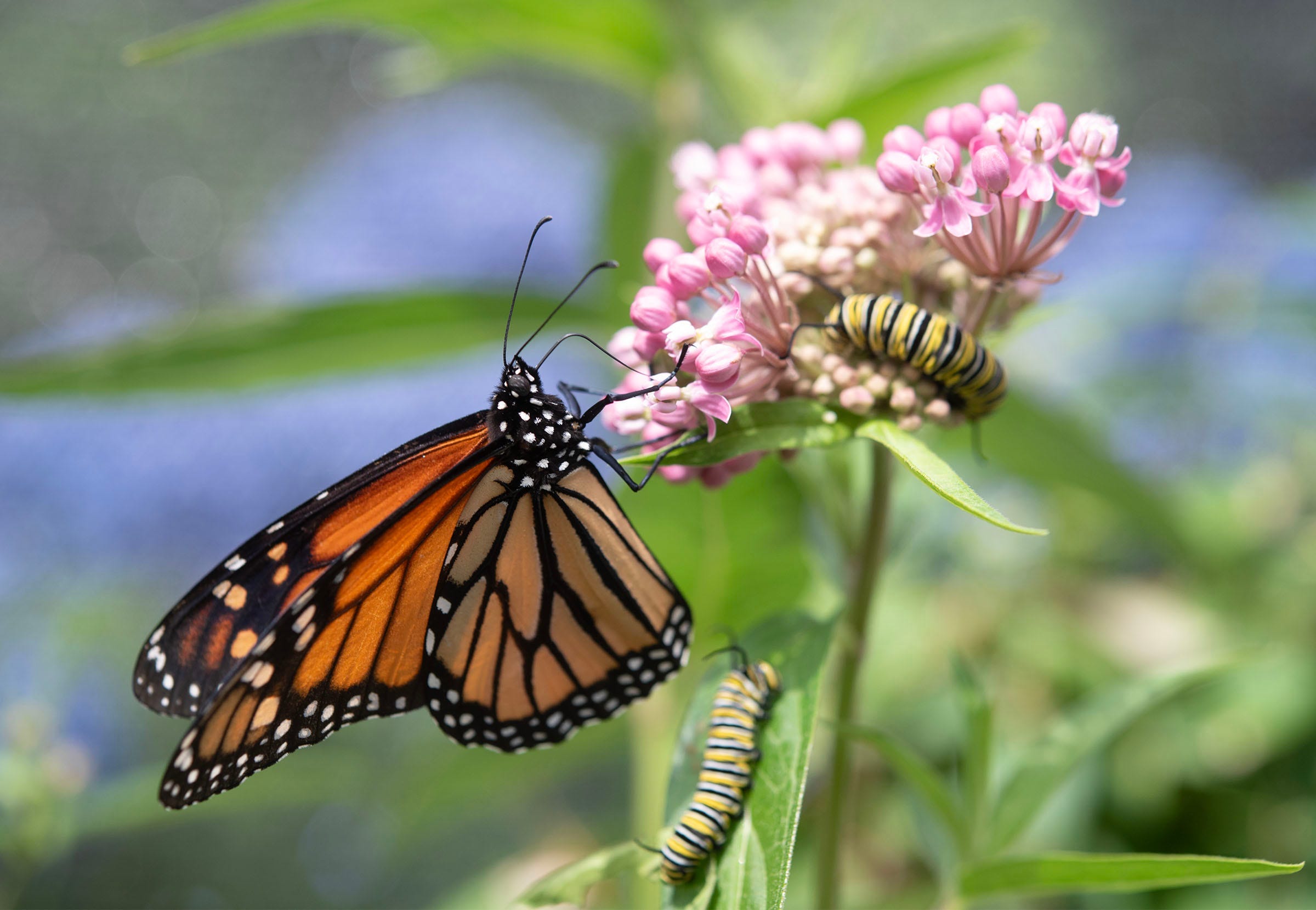 butterfly decline, insect population, habitat loss, climate change, insecticide use, pollinator decline, biodiversity loss, ecosystem health, conservation, gardening for butterflies, insect monitoring, environmental impact, agriculture, food production, Texas cotton, insect decline causes, butterfly rebound, insect conservation
