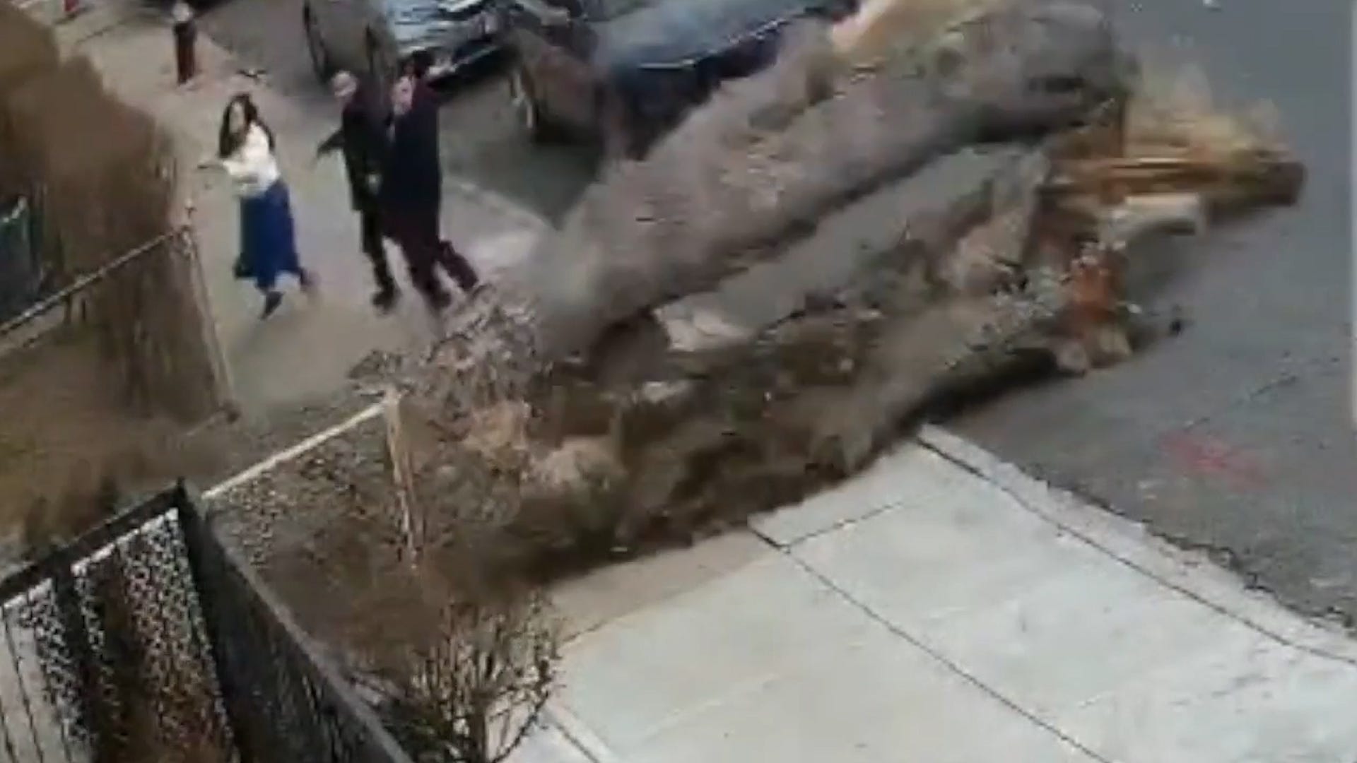 Brooklyn, tree, falling tree, near miss, accident, Bensonhurst, Kerstein family, sidewalk, surveillance footage, USA TODAY, PIX 11, National Library of Medicine, Forest Research, tree injury, tree death, odds, statistics, miracle, 59th Street
