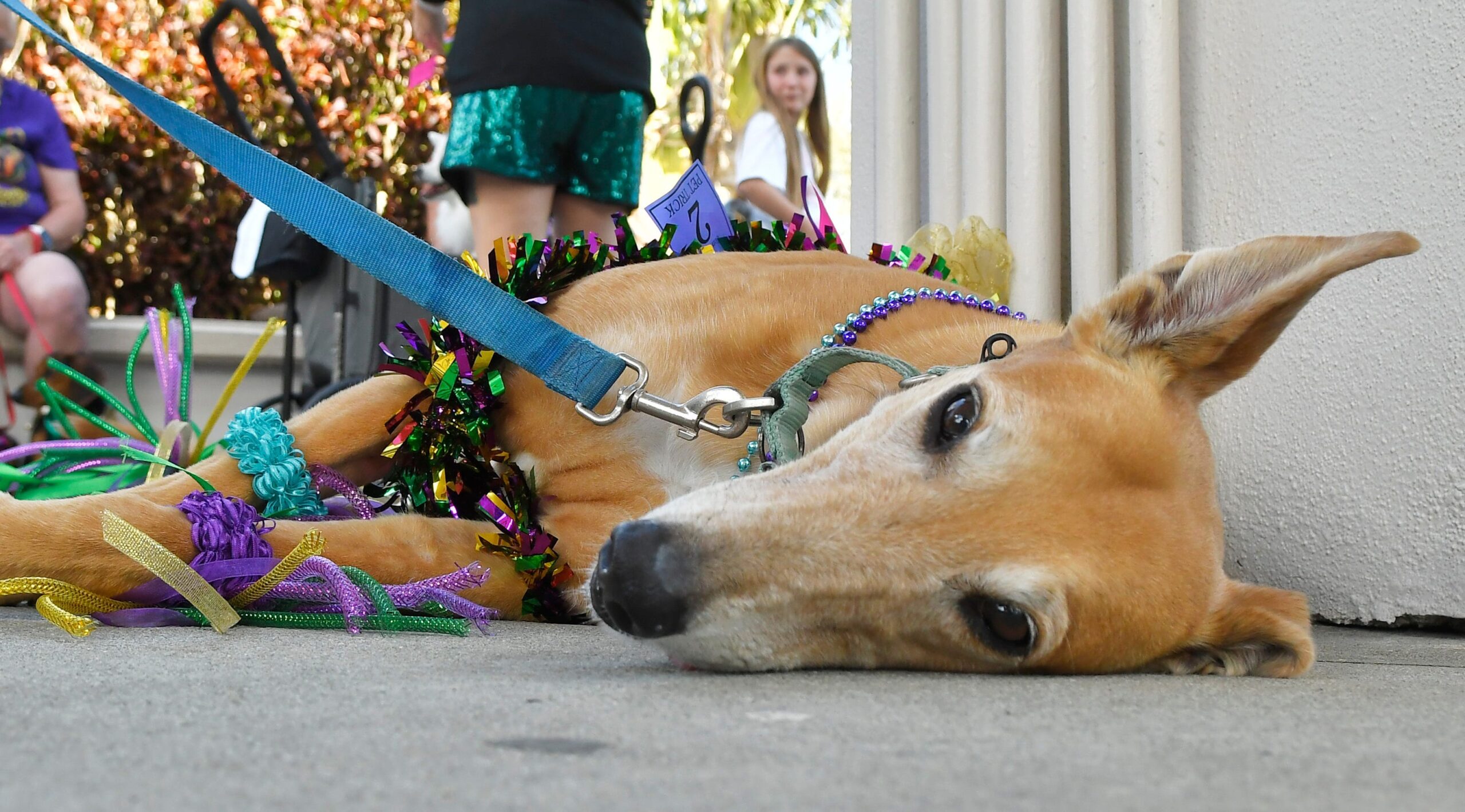 senior dog care, adopting senior dogs, senior dog health, veterinarian advice, dog nutrition, aging dog, dog food, dog obesity, end of life care for dogs, dog euthanasia, American Veterinary Medical Association, American Kennel Club, Best Friends Animal Society