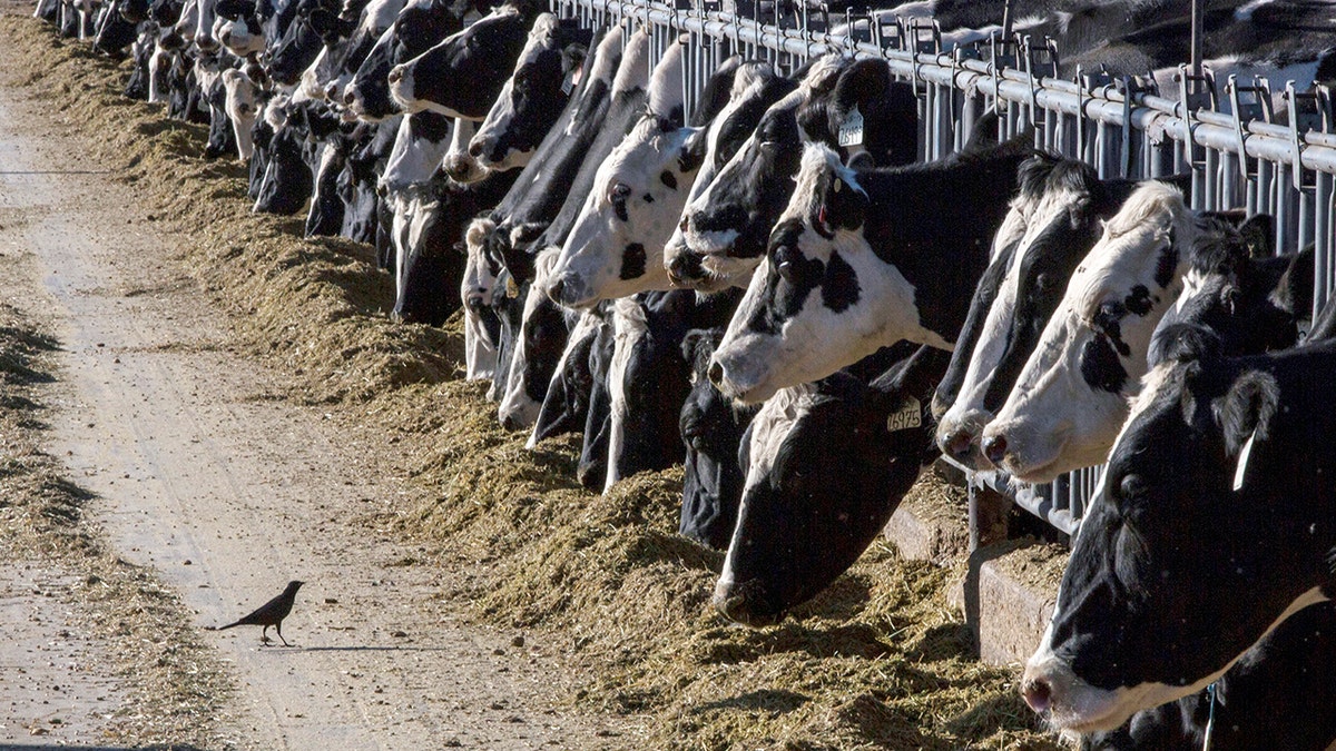 livestock feed recall, ADM Animal Nutrition, FDA recall, copper toxicity, zinc deficiency, cattle feed, animal feed, feed safety, Illinois, Missouri, Tennessee, Iowa, Georgia, Ohio, Fox News, feed ingredients, feed efficiency, anorexia, abdominal pain, dehydration, diarrhea, depression, National Institutes of Health, NIH
