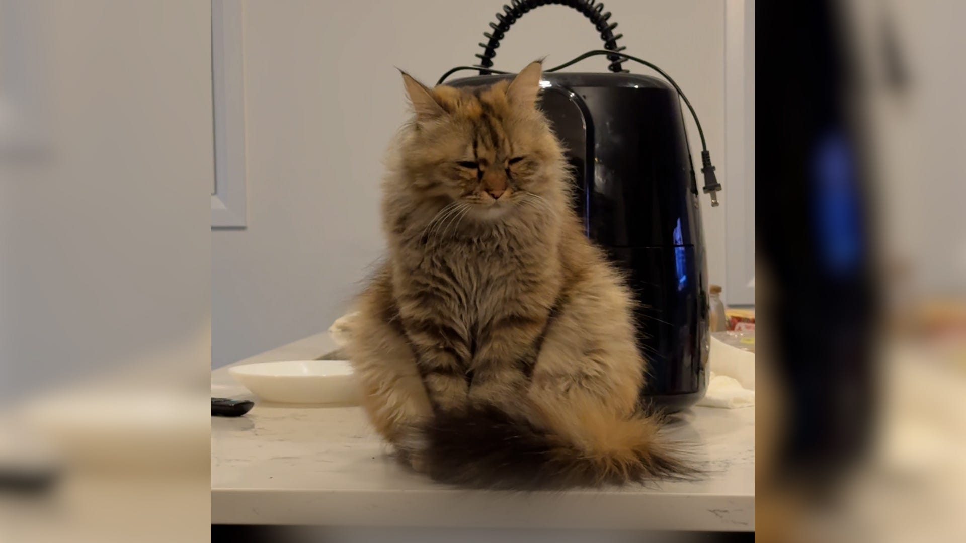 Ramadan, suhoor, cats, pets, Muslim, Islam, fasting, meal, Bella, Arya, Millie, FOMO, pre-dawn meal, cat behavior, cat routines, USA TODAY
