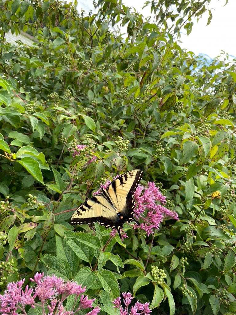 butterfly garden, butterfly conservation, pollinator garden, butterfly decline, attracting butterflies, butterfly habitat, nectar flowers, milkweed, pollinator-friendly plants, gardening for butterflies, butterfly species, insecticide-free gardening, climate change impact on butterflies, urban butterfly garden, creating a butterfly haven
