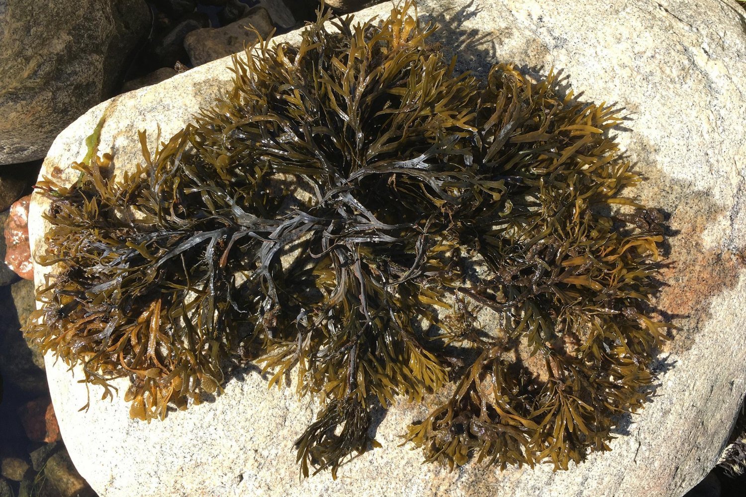 seaweed clone, bladderwrack, Baltic Sea, genetic diversity, asexual reproduction, marine habitat, climate change, Bothnian Sea, super female, algae, narrow wrack, Ricardo Pereyra, Kerstin Johannesson
