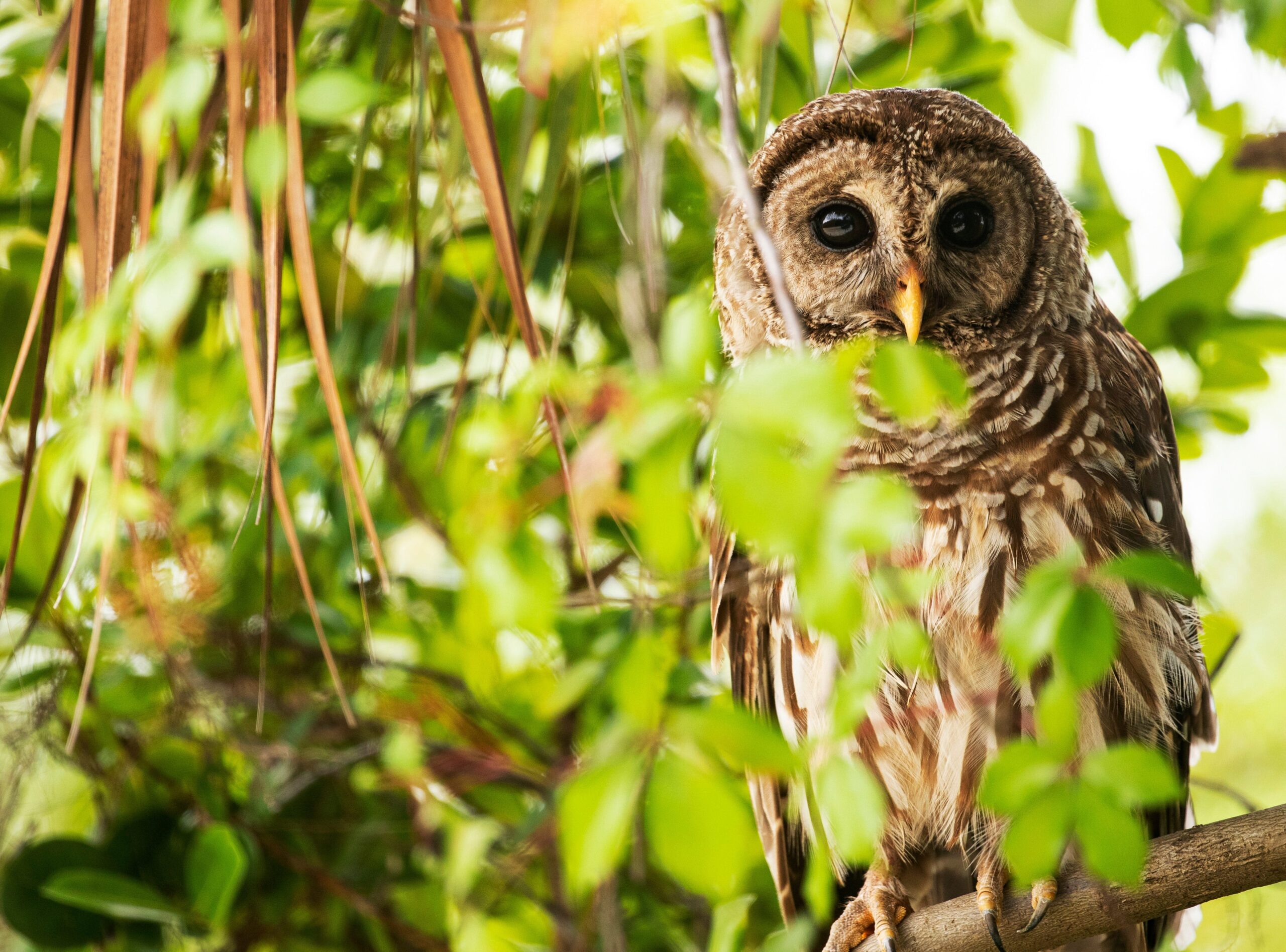 barred owls, spotted owls, U.S. Fish and Wildlife Service, invasive species, Barred Owl Management Strategy, Doug Burgum, Department of Interior, endangered species, wildlife management, environmental policy, Animal Wellness Action, Center for a Humane Economy, lawsuit, West Coast, conservation, biodiversity
