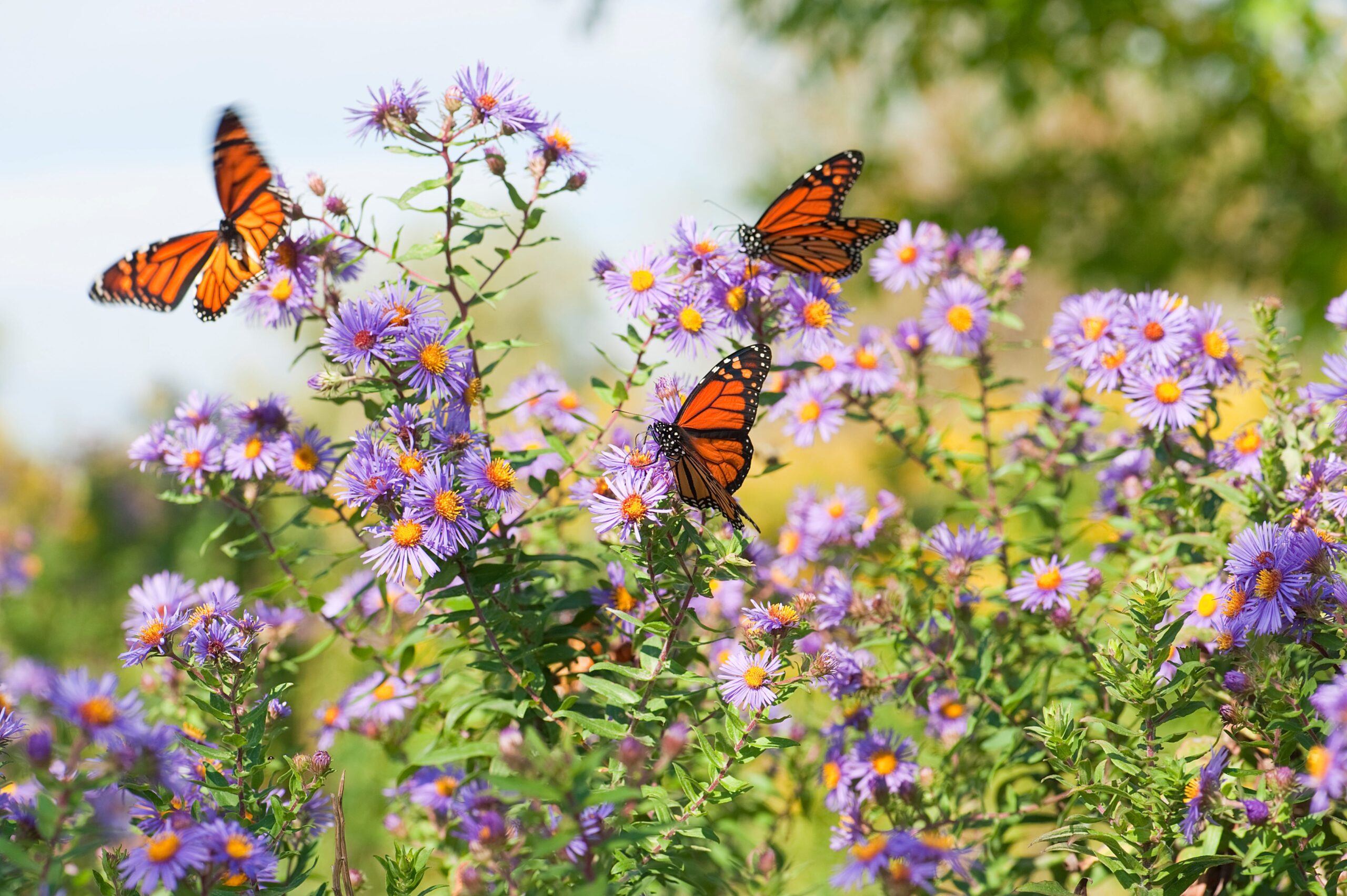National Plant a Flower Day, monarch butterfly, pollinators, gardening, native wildflowers, Xerces Society, World Wildlife Fund, WWF, conservation, milkweed, pollinator garden, eastern monarch butterfly, butterfly migration, nectar, Florida, scorpion-tail, seaside goldenrod
