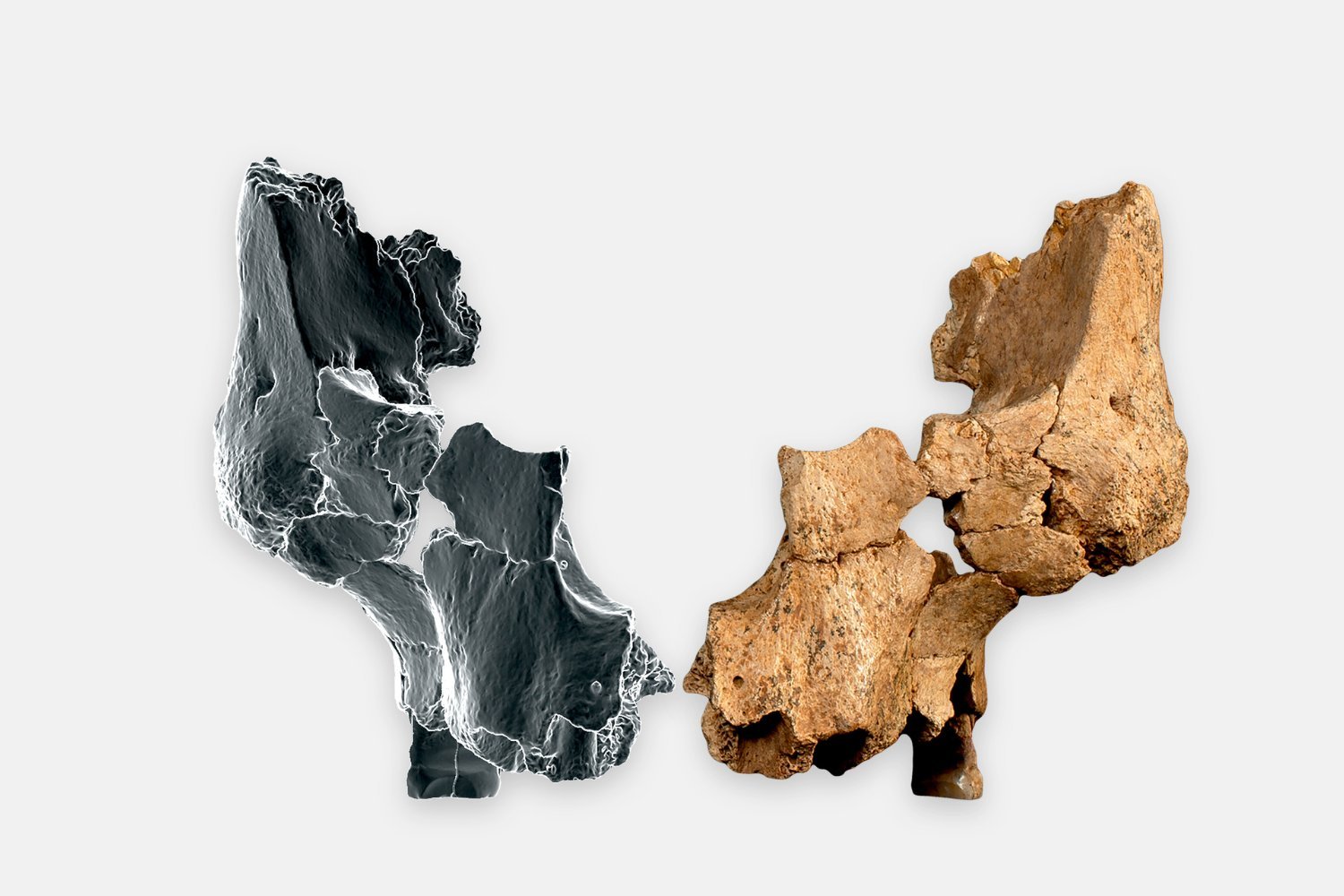 Homo affinis erectus, Homo erectus, Homo antecessor, human evolution, paleoanthropology, hominins, Sima del Elefante, Spain, Early Pleistocene, fossil discovery, human origins, archaic humans, European population, human migration, Neanderthals, Dmanisi hominins, Rosa Huguet, María Martinón-Torres, José María Bermúdez de Castro
