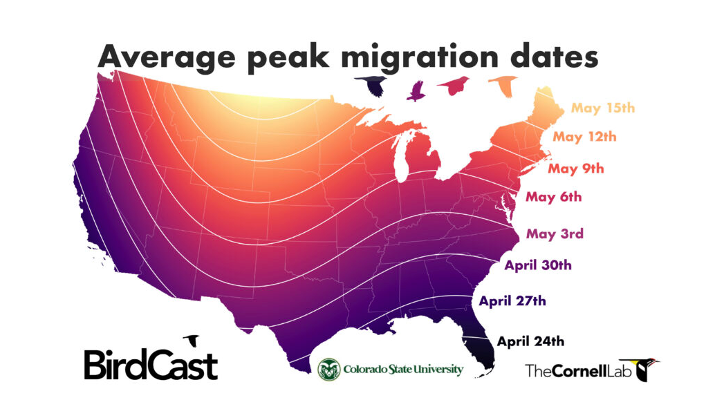 bird migration, spring migration, bird watching, BirdCast, radar tracking, bird conservation, nocturnal migration, migration patterns, bird species, bird feeders, ornithology, bird identification, migration alerts, backyard birds, bird friendly, migratory birds, bird safety, Cornell University, Andrew Farnsworth
