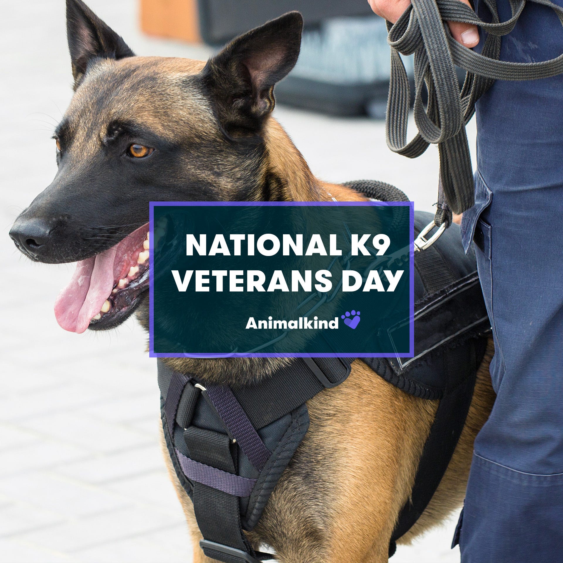 National K9 Veterans Day, K9 Veterans Day, military dogs, police dogs, search and rescue dogs, service dogs, War Dog Program, K9 heroes, K9 handlers, dog breeds for service, German Shepherd, Dutch Shepherd, Belgian Malinois, Labrador Retriever, Bloodhound, Terrier, K9 training, K9 awards, K9 memorials
